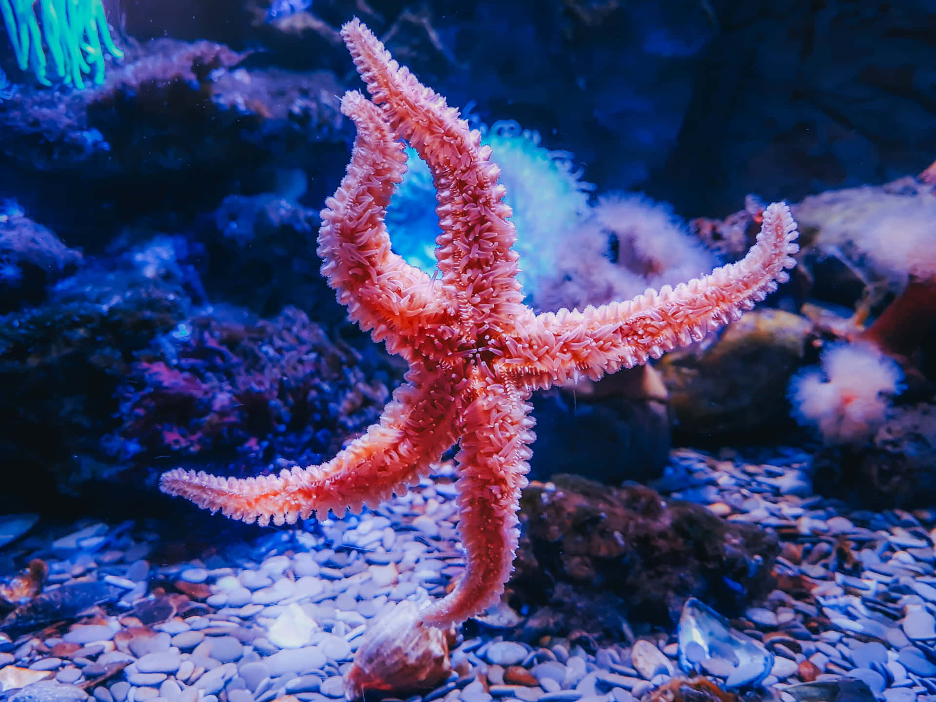 在藍色水下水族館環境中，鵝卵石上的一隻粉紅色海星。