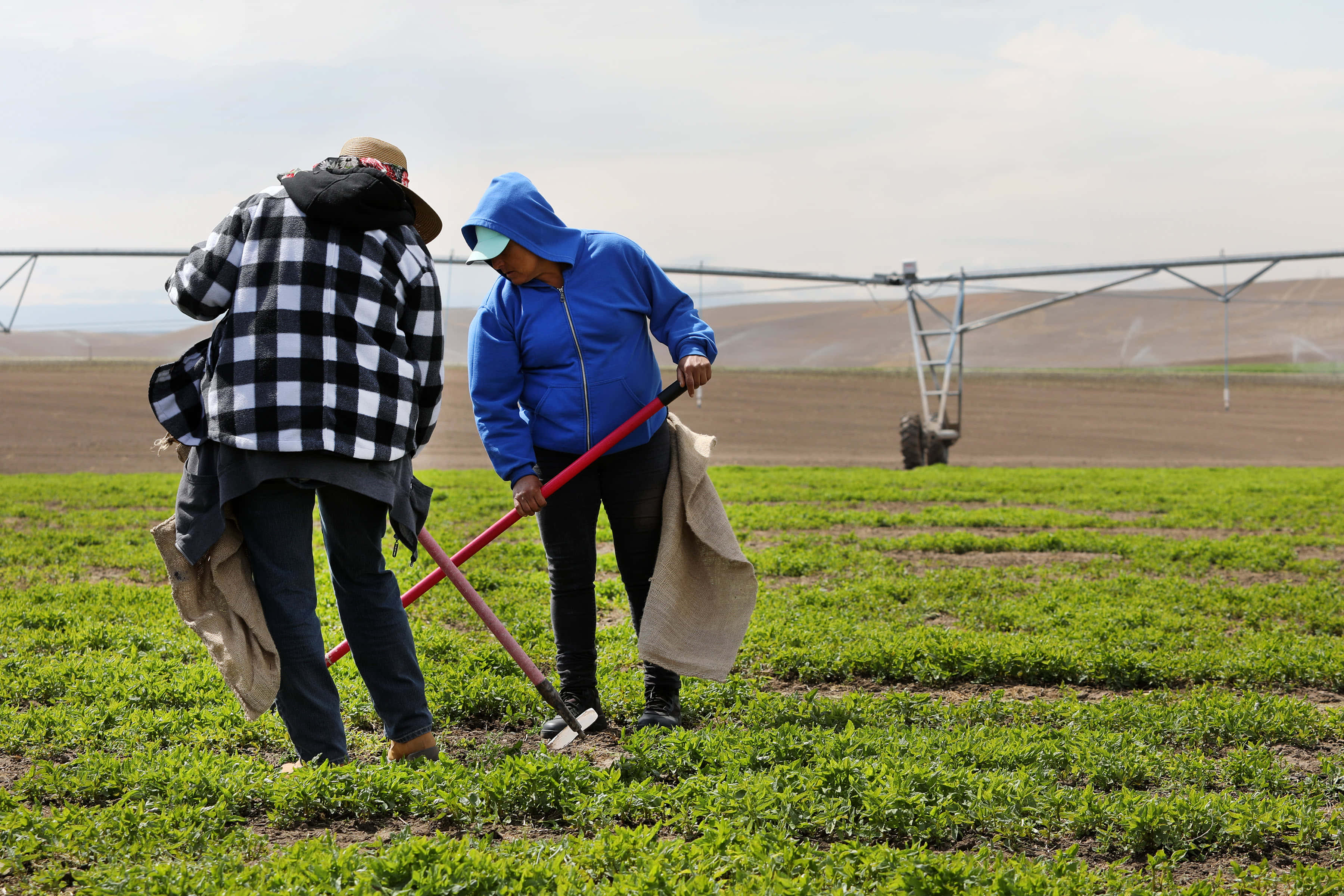 Farmer 桌布 壁紙 — 兩名農場工人在廣闊的綠色田野中照料農作物，天空多雲，遠處有灌溉設備。