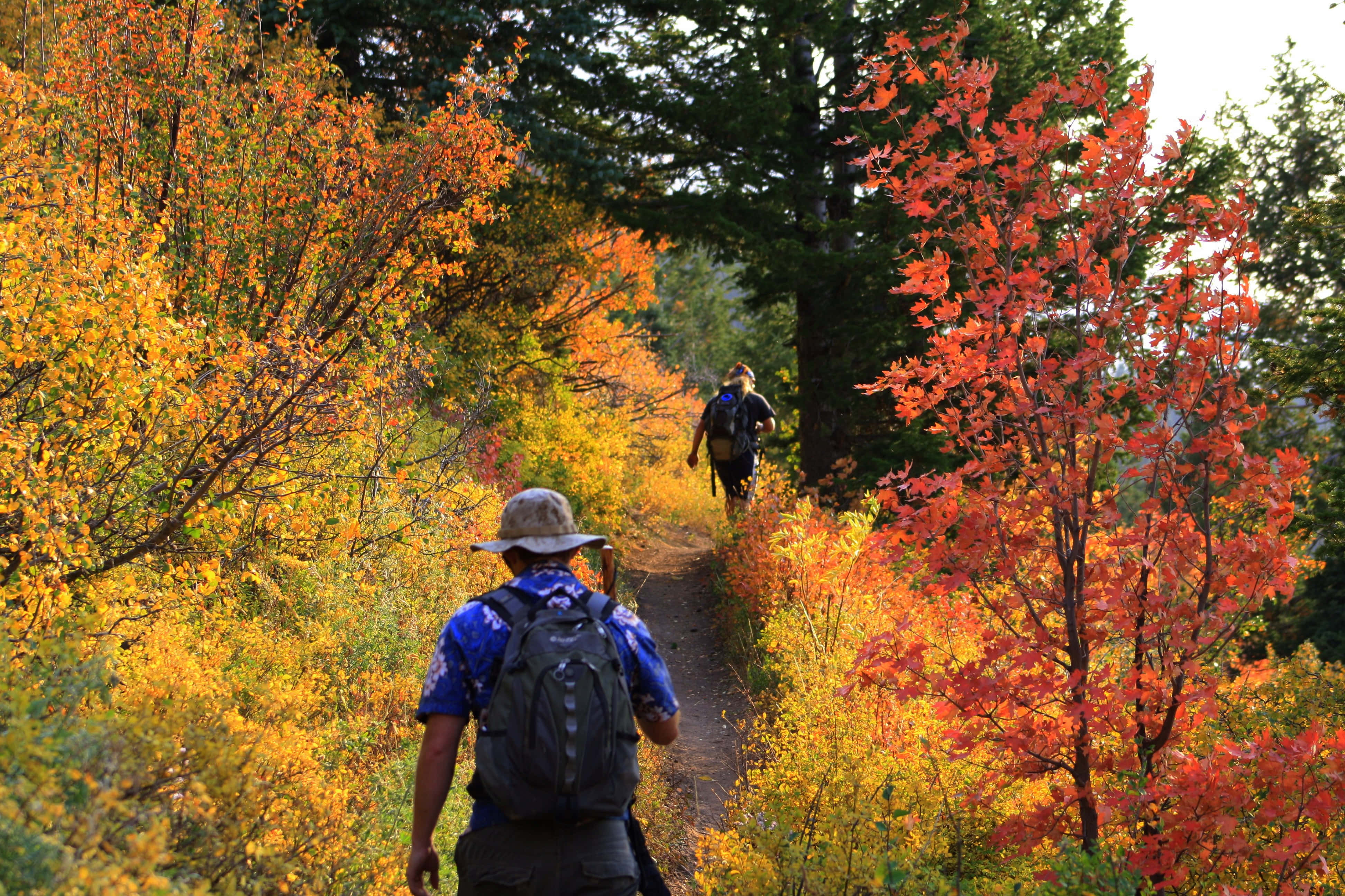 Fall Hikes 桌布 壁紙 — 兩名遠足人士在柔和日光下，沿著兩旁長滿鮮豔橙黃色秋葉的森林小徑徒步。