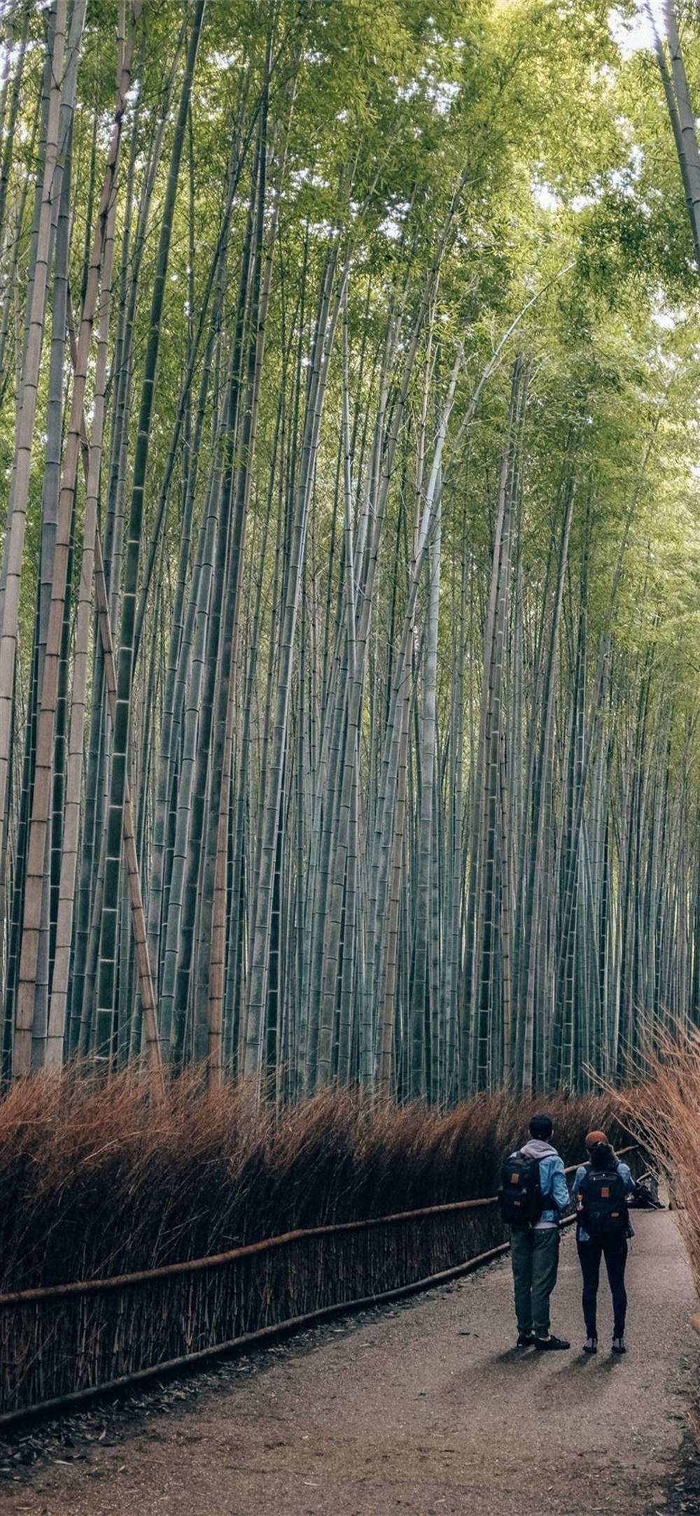 情侶 桌布 壁紙 — 兩名遠足者站在一條泥濘小徑上，頭頂是高聳的竹林樹冠，過濾出斑駁的陽光。