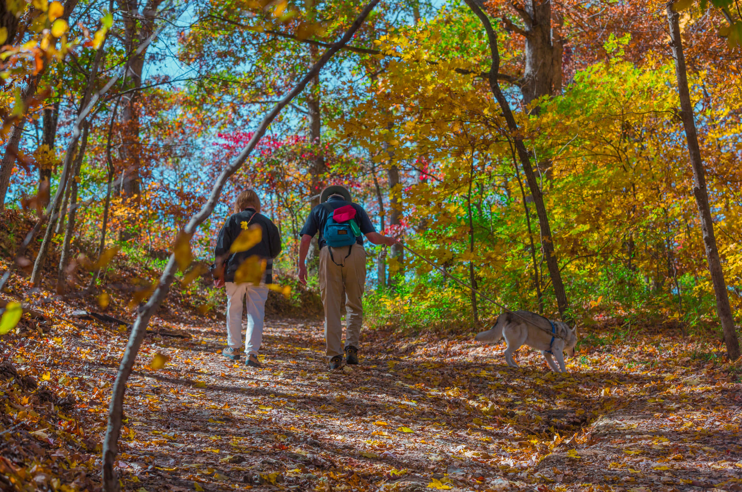 Fall Hikes 桌布 壁紙 — 兩名遠足者與一隻狗在陽光普照、鋪滿金色秋葉的森林中徒步。