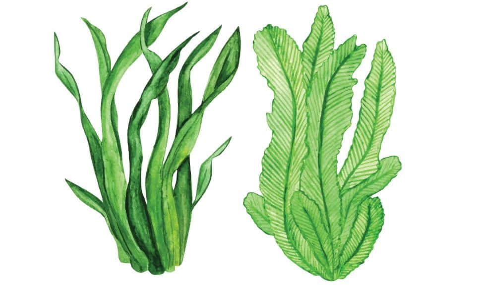 Seaweed 桌布 壁紙 — 兩幅水彩插圖，描繪了白色背景上具有詳細葉片紋理的綠色水生植物。