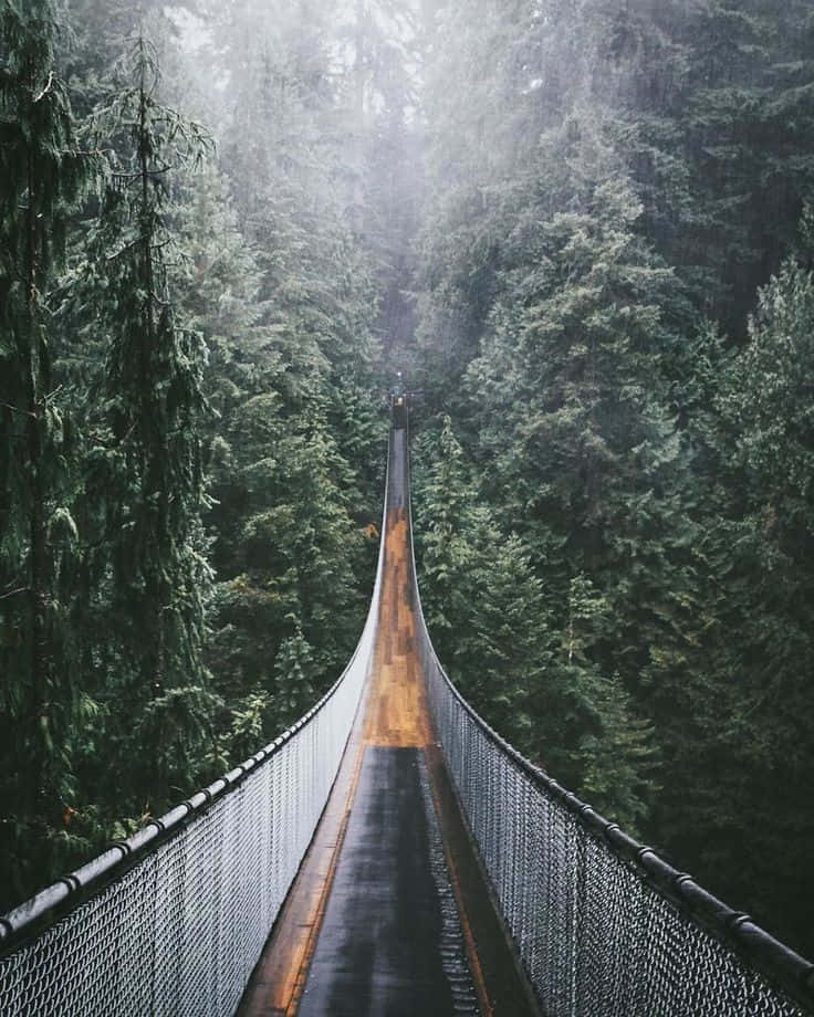兩座山峰之間的橋樑，背景是美麗的晴天 壁紙 — 一條霧氣瀰漫的吊橋穿過茂密的常綠森林，柔和的光線穿過樹冠。