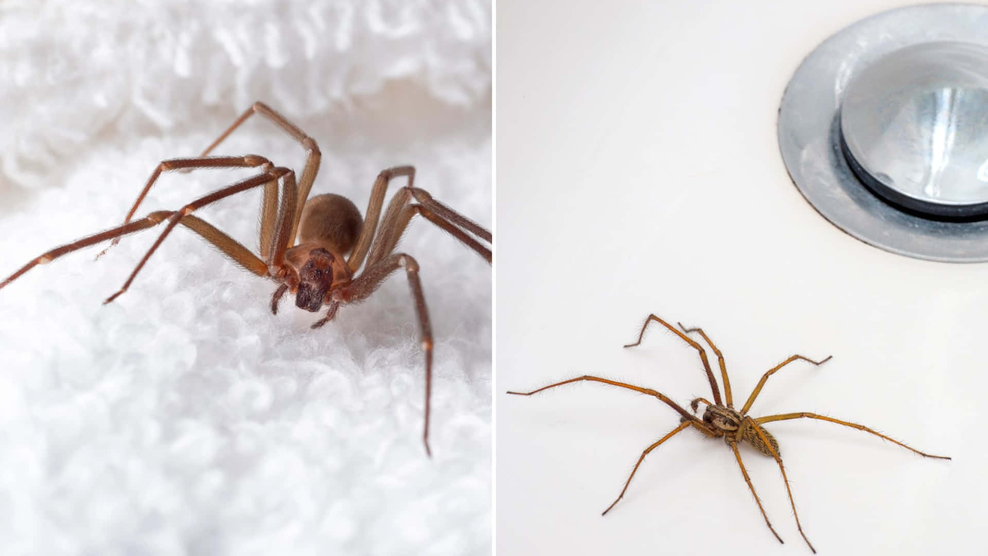 Brown Recluse Spider 桌布 壁紙 — 兩張特寫照片顯示一隻棕色蜘蛛在白色毛巾上，另一隻在排水口附近的白色洗手盆上。