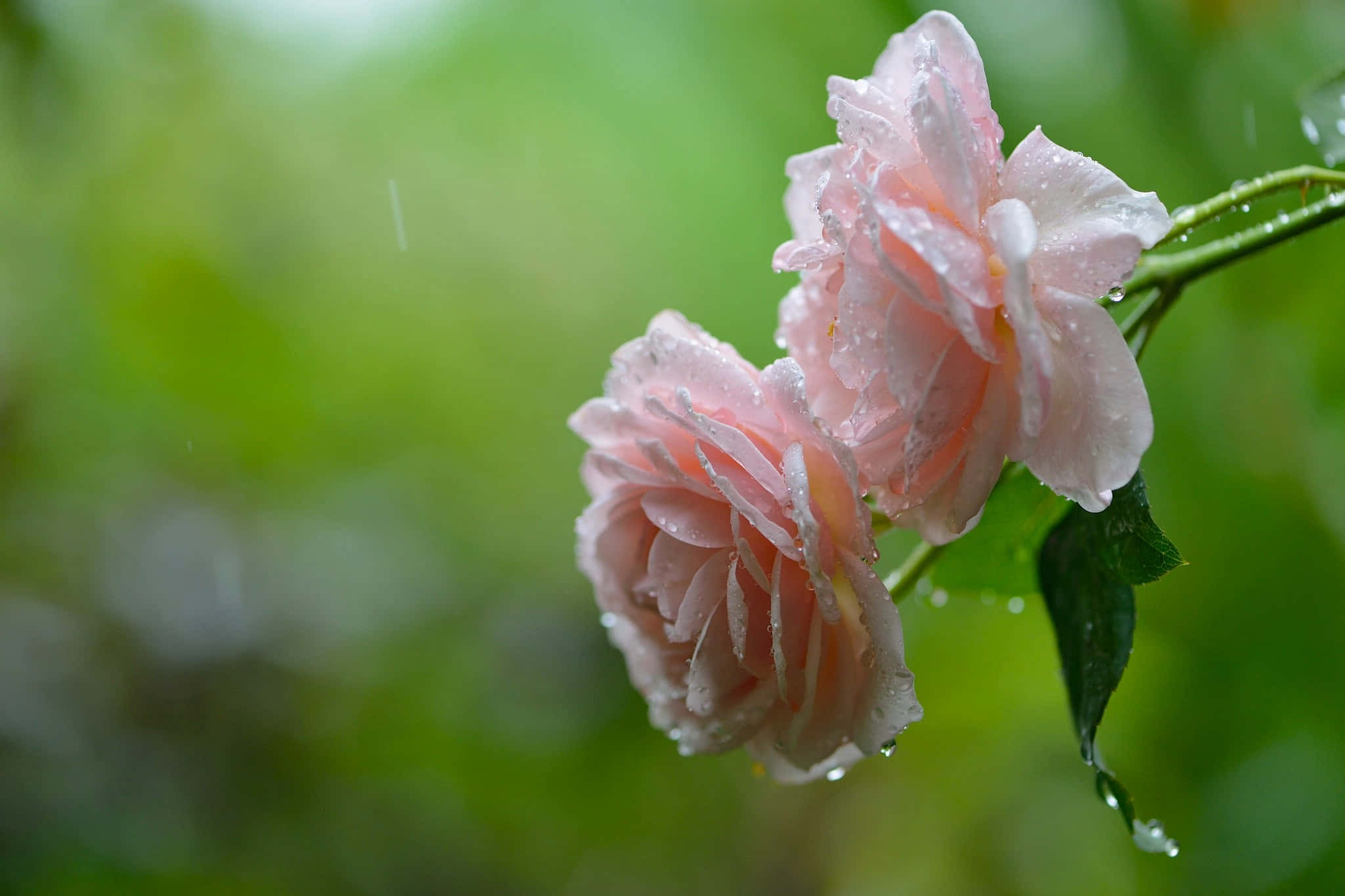 Rose In Rain 桌布 壁紙 — 兩朵嬌嫩的粉紅玫瑰在柔和模糊的綠色背景下閃爍著雨滴。