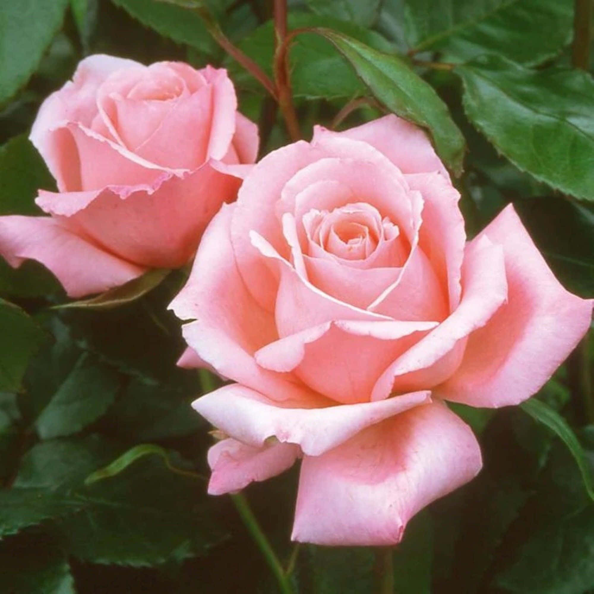 Hybrid Tea Roses 桌布 壁紙 — 兩朵嬌嫩的粉紅玫瑰在柔和的自然光下，於茂盛的綠葉中綻放。