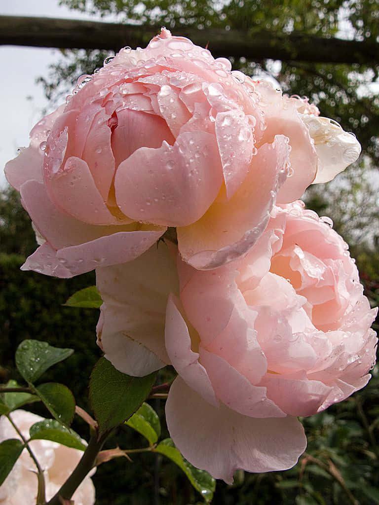 English Rose Garden 桌布 壁紙 — 兩朵嬌嫩的粉紅玫瑰在柔和綠意的花園背景下閃爍著露珠。