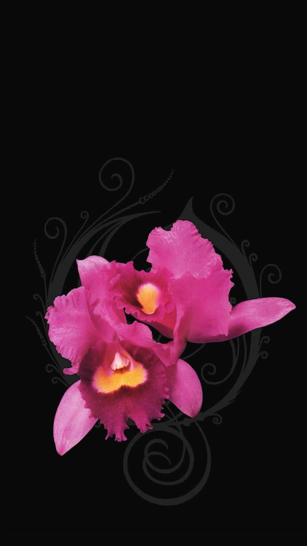 Orchid 桌布 壁紙 — 兩朵帶有黃色中心的鮮豔粉紅色蘭花在飾有細微灰色漩渦的純黑色背景上綻放。