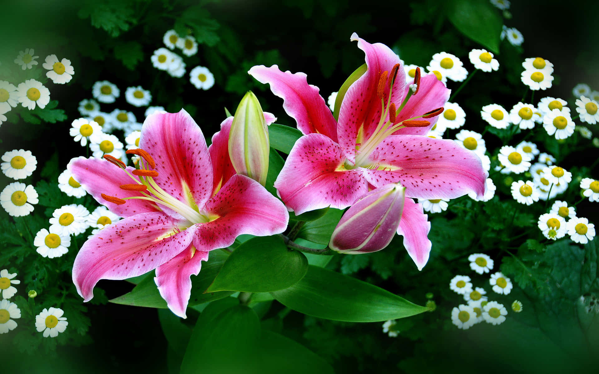 兩朵星之眼百合花 壁紙 — 鮮豔的粉紅色百合花帶有斑點花瓣，在白色雛菊和茂盛綠葉的田野中盛開。