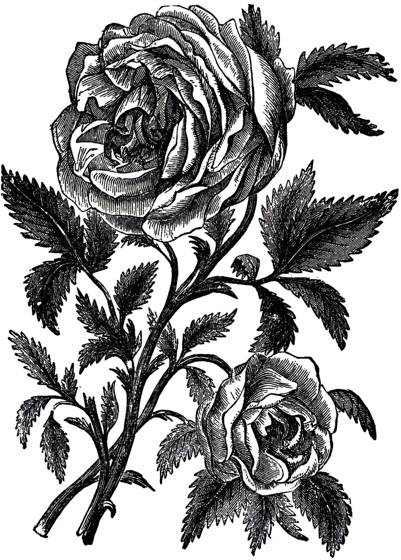 Black And White Drawing 桌布 壁紙 — 兩朵玫瑰的複雜黑白復古雕刻，帶有詳細的葉子和莖。