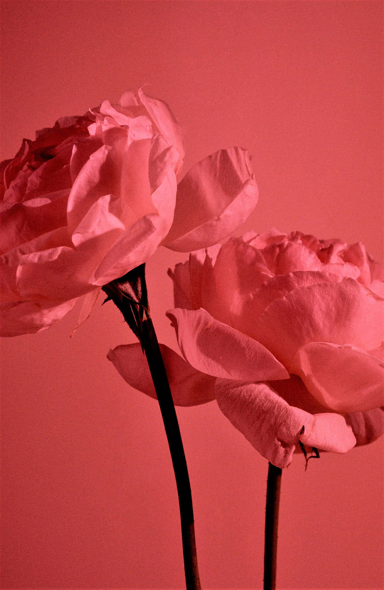 Pastel Red Aesthetic 桌布 壁紙 — 兩朵精緻的粉紅玫瑰，帶有深色莖幹，在柔和的攝影棚燈光下，襯著純珊瑚粉紅背景。