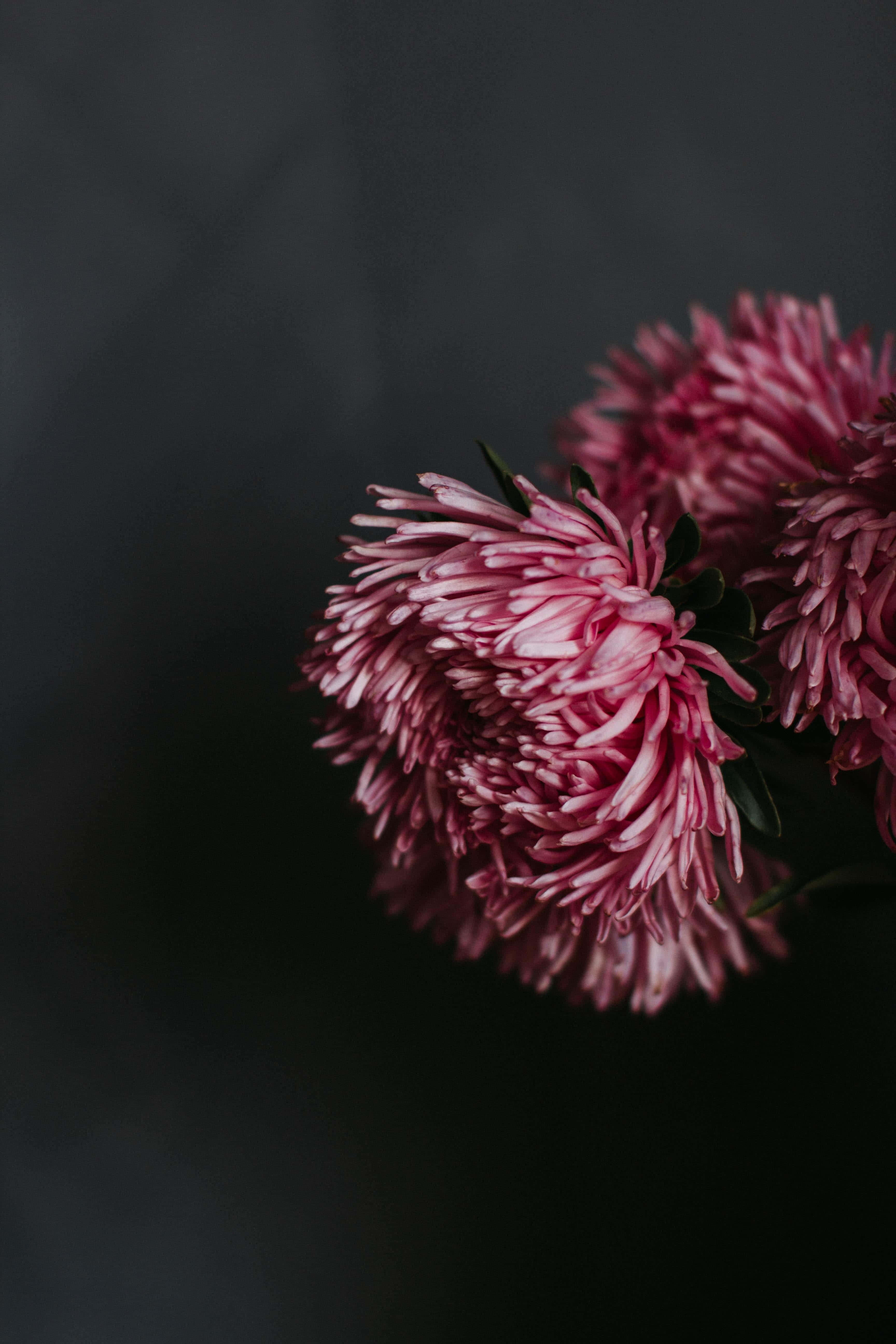 Pink Chrysanthemums 桌布 壁紙 — 兩朵精緻的粉紅色菊花在柔和的深灰色背景下綻放，景深較淺。
