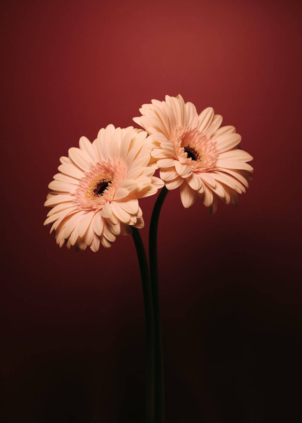 Daisy 桌布 壁紙 — 兩朵精緻的蜜桃色非洲菊雛菊在豐富的勃艮第背景下，在柔和的工作室燈光中綻放。