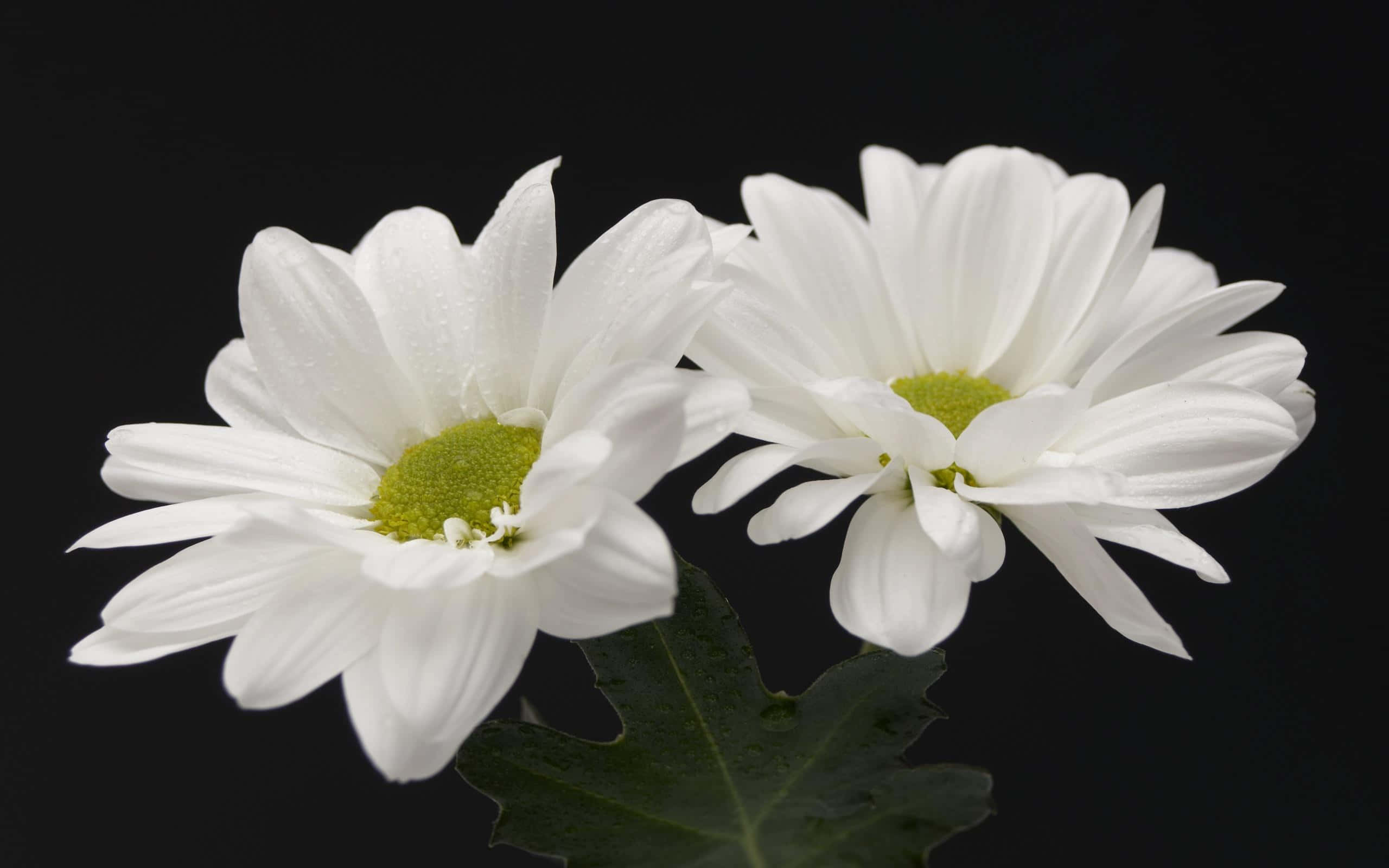 White Flowers 桌布 壁紙 — 兩朵純白雛菊帶着露珠，在純黑背景上綻放，綠色花心柔和發光。
