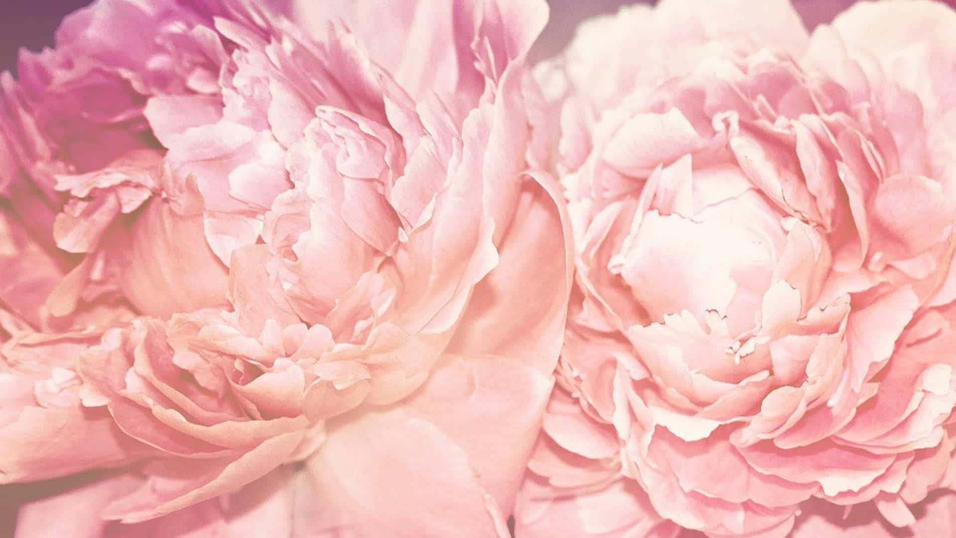Peony 桌布 壁紙 — 兩朵茂盛的粉紅色牡丹花在柔和焦點中盛開，帶有精緻的分層花瓣和柔和光線。