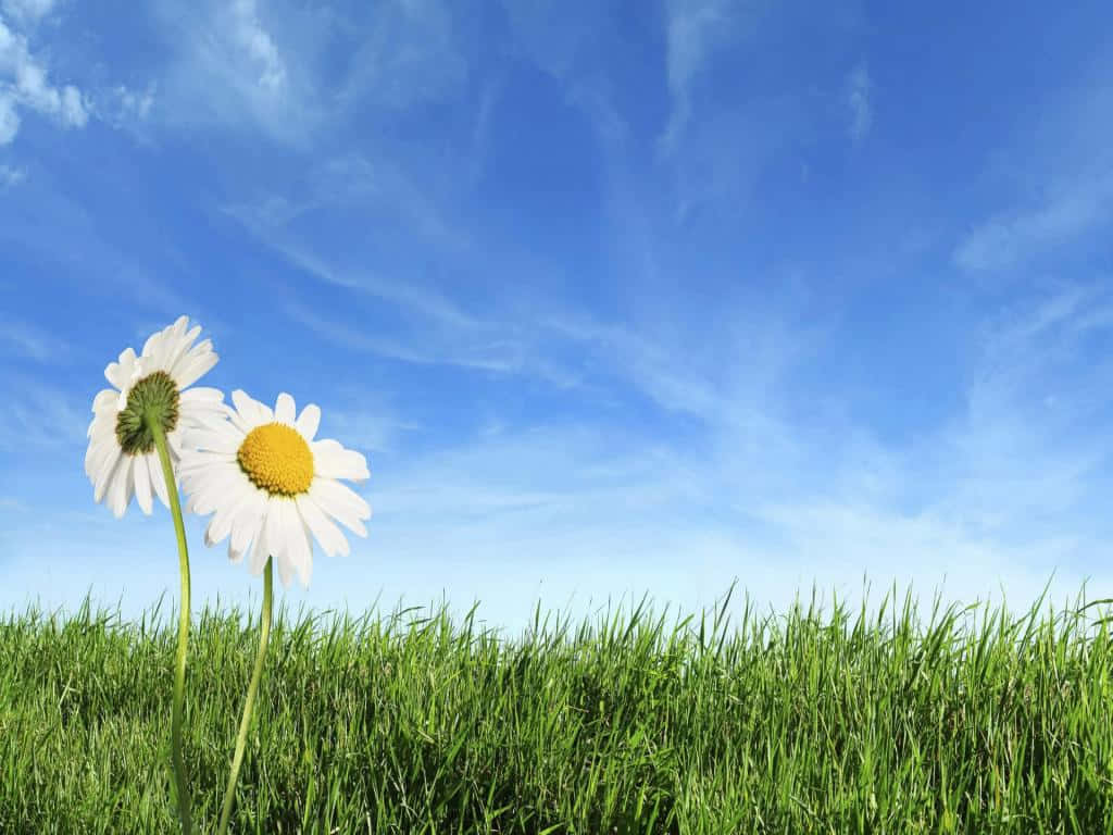 Spring Sky 桌布 壁紙 — 兩朵雛菊在鮮綠的草地上盛開，廣闊的藍天中飄著縷縷白雲。
