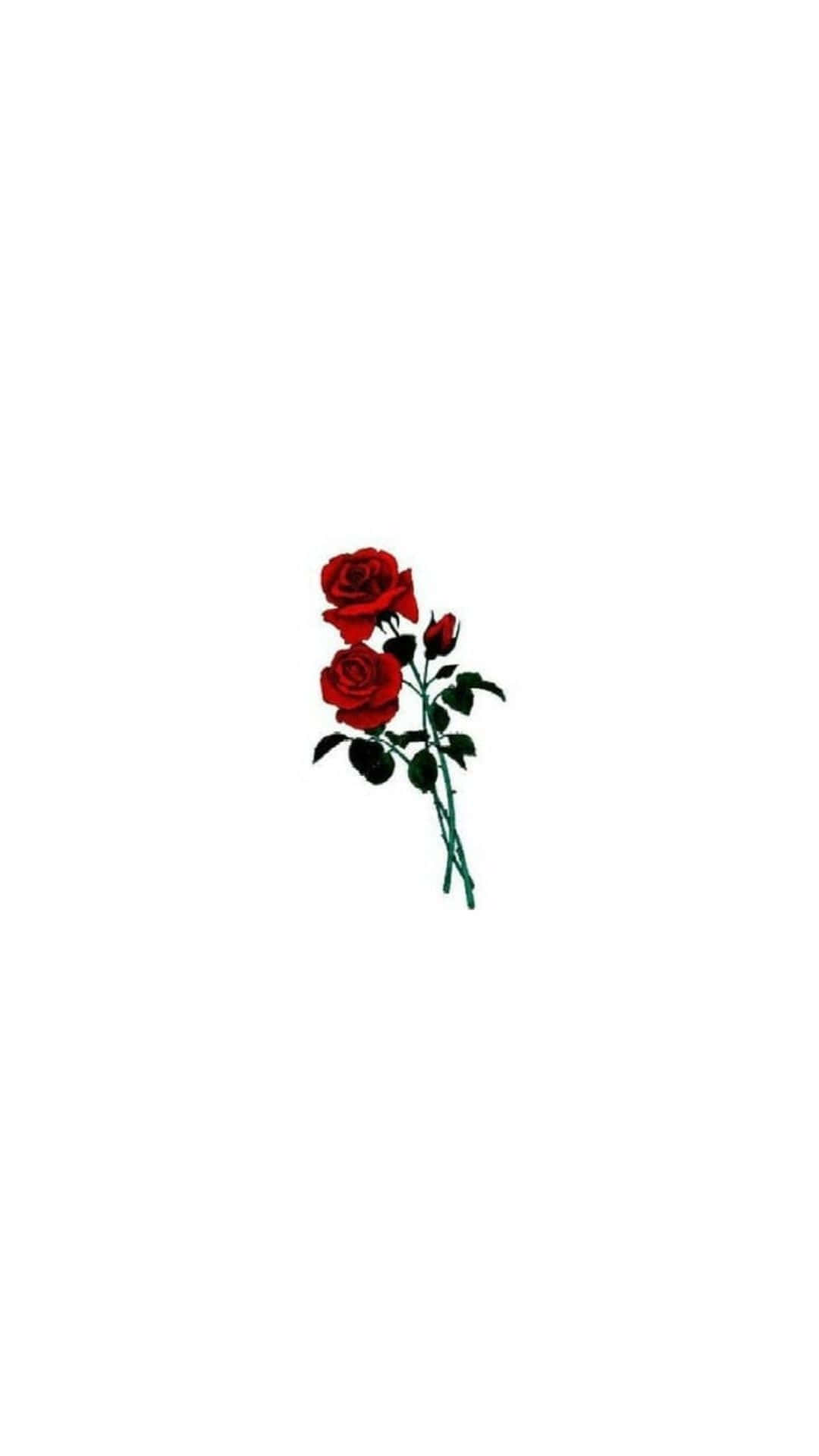 Aesthetic Rose 桌布 壁紙 — 兩朵鮮豔的紅玫瑰，帶有綠色莖葉，在純白背景上格外突出。