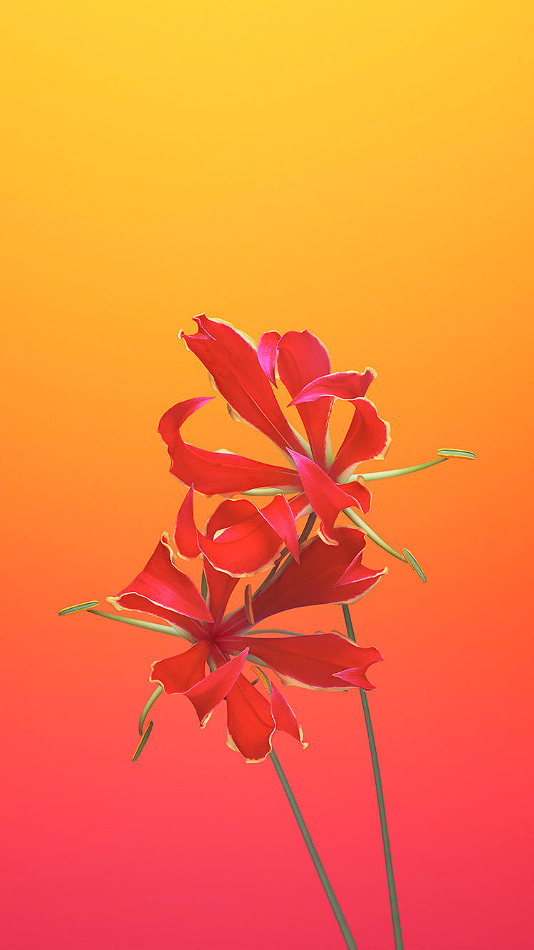 花 桌布 壁紙 — 兩朵鮮豔的紅色花朵，花瓣細膩，在橙色和黃色的溫暖漸變日落天空下綻放。