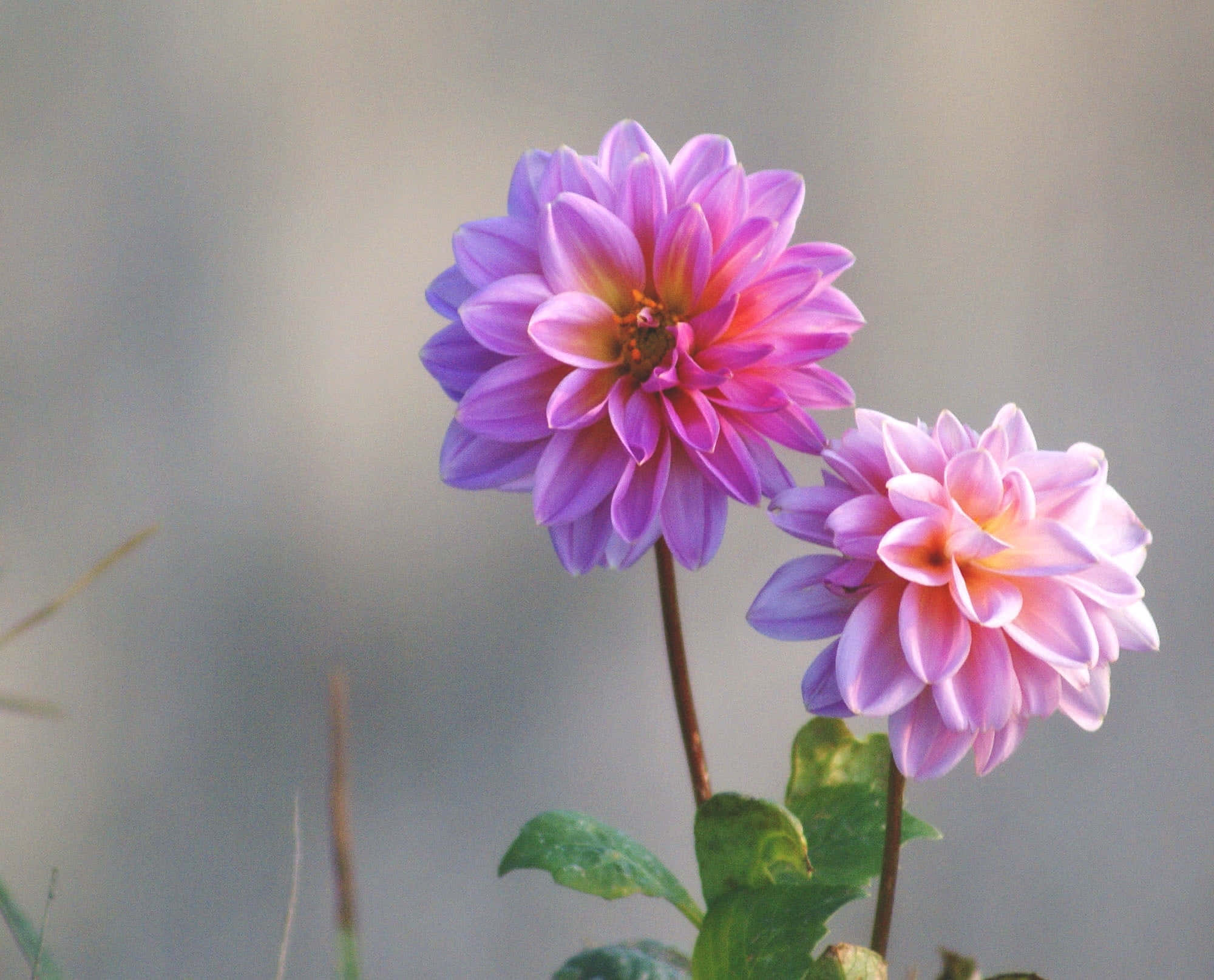 Pink Chrysanthemums 桌布 壁紙 — 兩朵鮮豔的紫色和粉紅色大麗花在柔和模糊的背景上優雅地綻放。