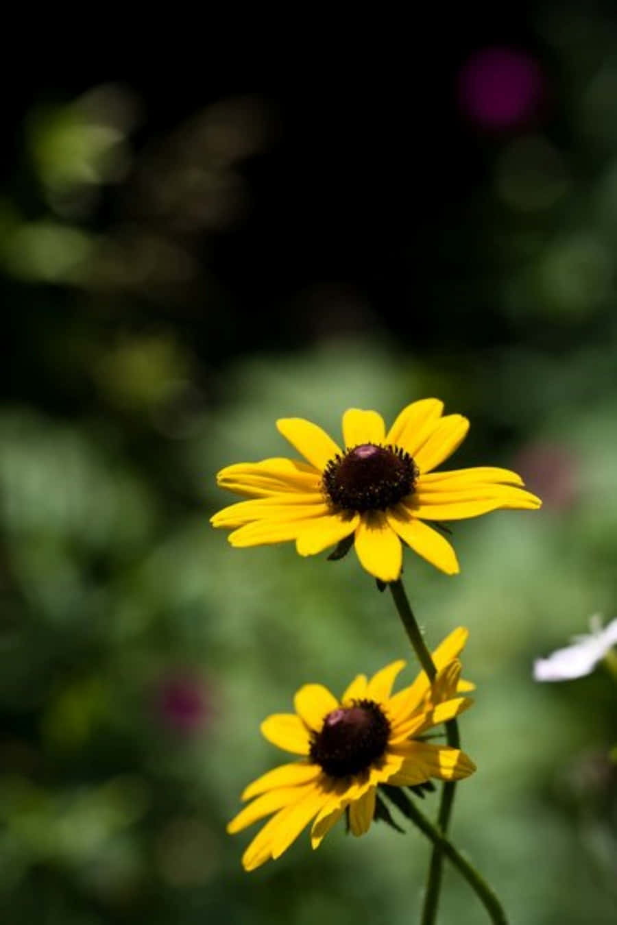 Black Eyed Susan 桌布 壁紙 — 兩朵鮮黃色的黑眼蘇珊花在柔和模糊的綠色花園背景下盛開。