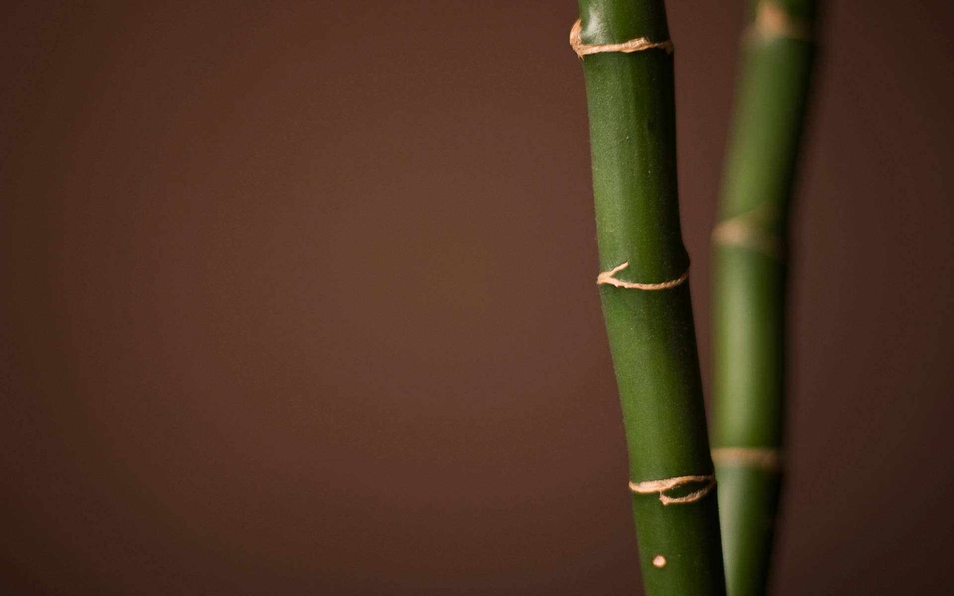bamboo 4K 桌布 壁紙 — 兩根綠色竹莖用繩子綁在一起，背景為柔和棕色。