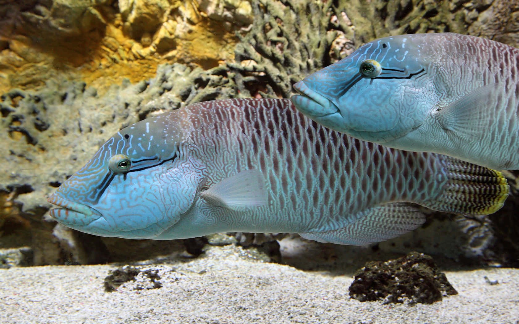 3d Fish 桌布 壁紙 — 兩條圖案複雜的藍色魚在沙質海底優雅地滑行，靠近紋理珊瑚礁。