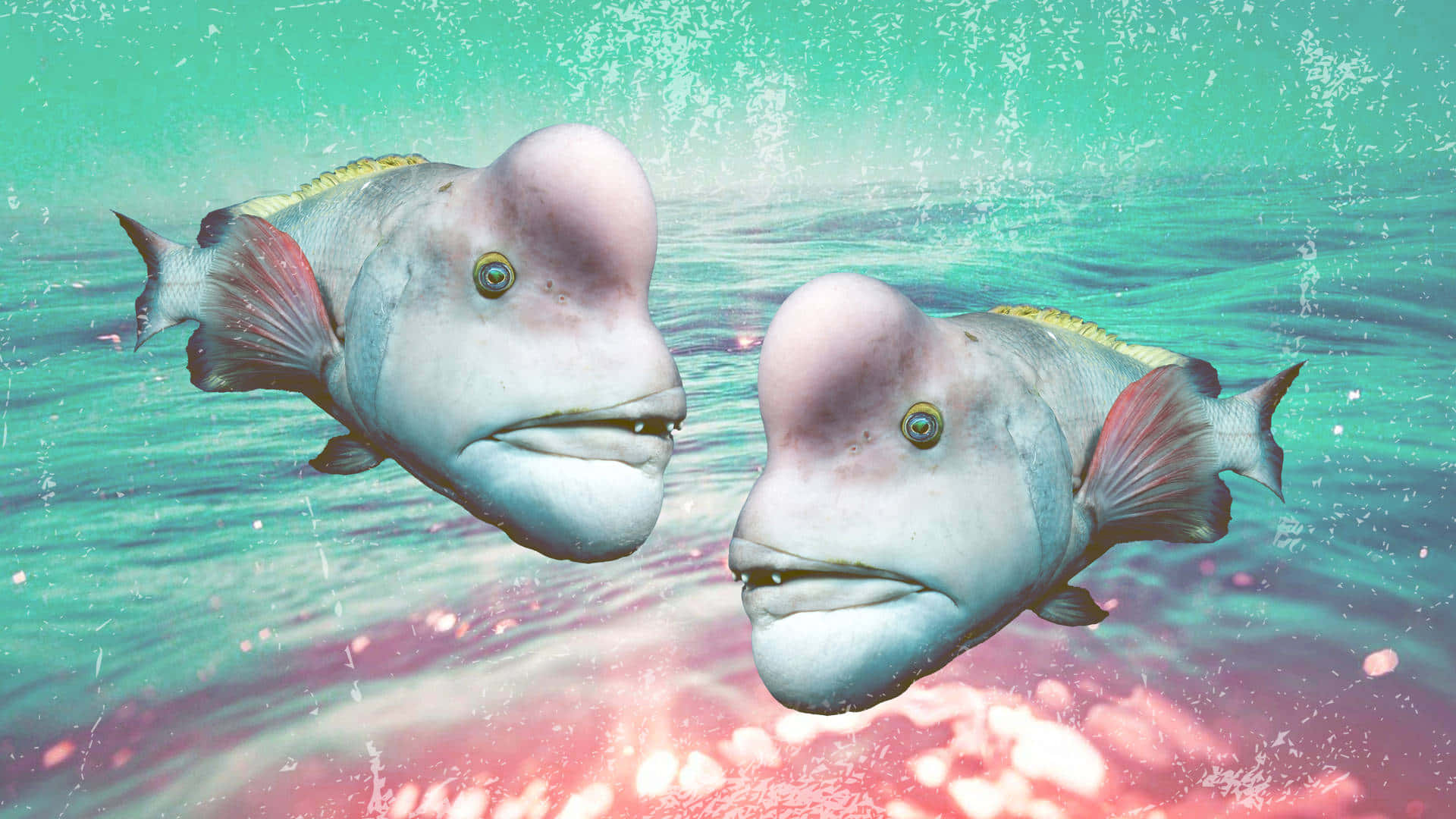 ugly 桌布 壁紙 — 兩條大型隆頭魚，額頭隆起，在藍綠色水中並排游動，下方有粉紅色珊瑚光輝。