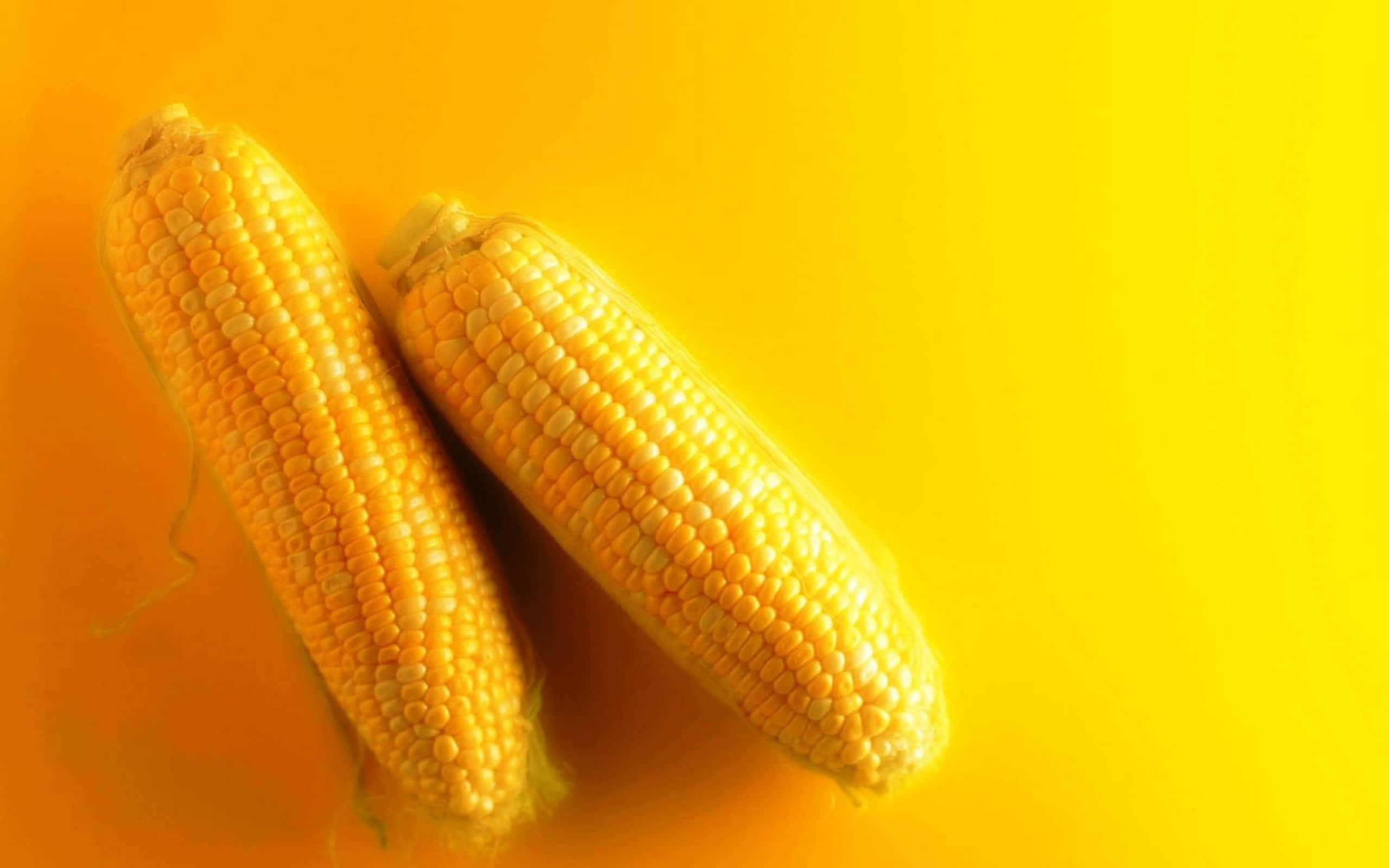 Yellow Corn 桌布 壁紙 — 兩條成熟的黃色粟米斜放在充滿活力的黃色背景上，帶有柔和陰影。