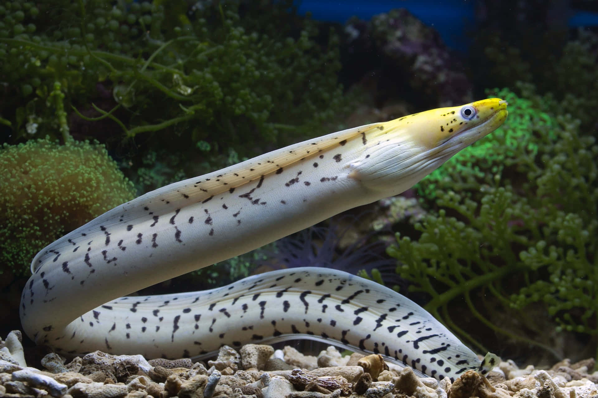 Eel 桌布 壁紙 — 兩條斑點海鰻在茂密的綠色珊瑚和海藻中，優雅地在岩石海底滑行。