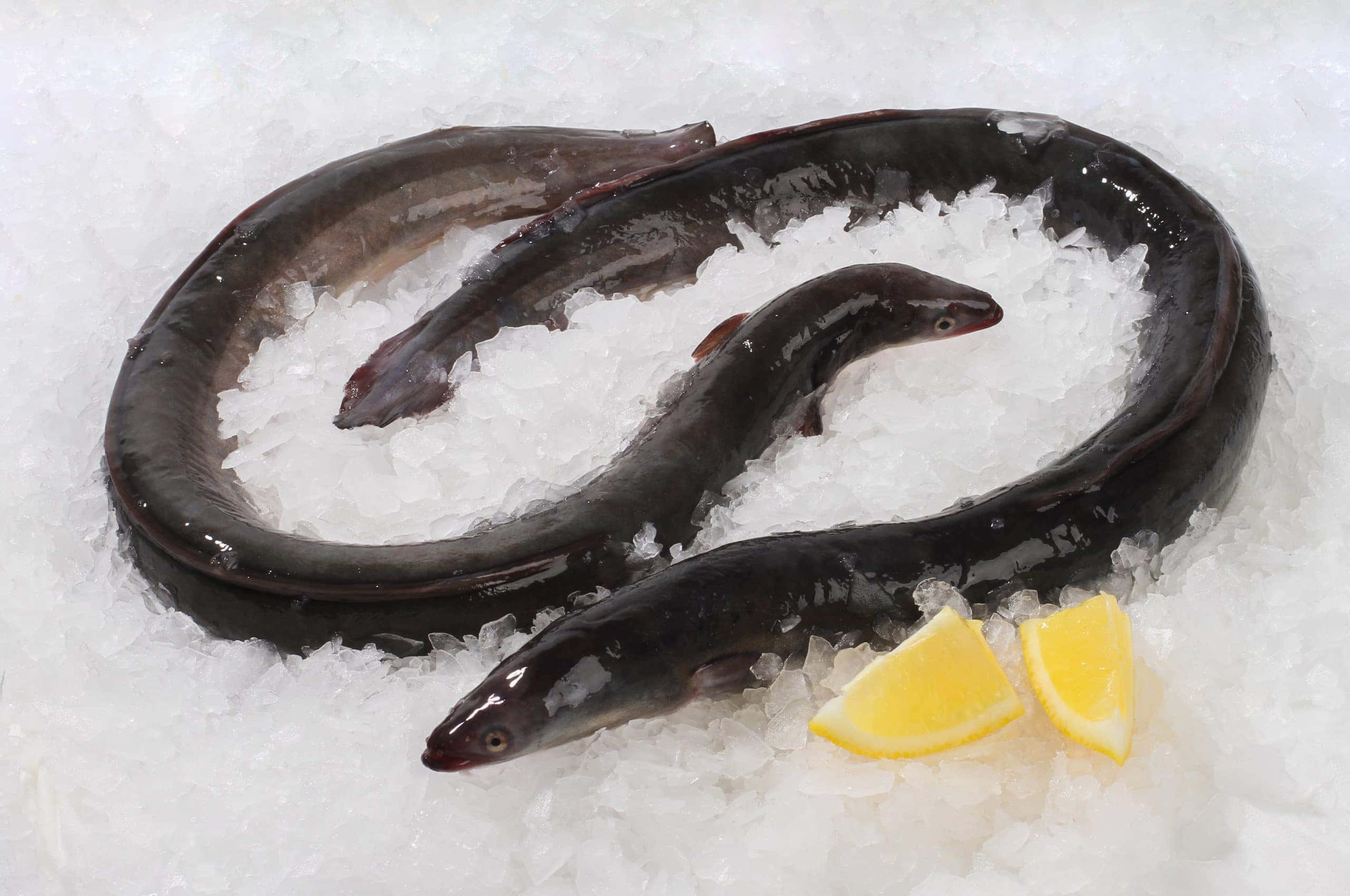 Eel 桌布 壁紙 — 兩條深色鰻魚蜷縮在碎冰上，旁邊有檸檬角。
