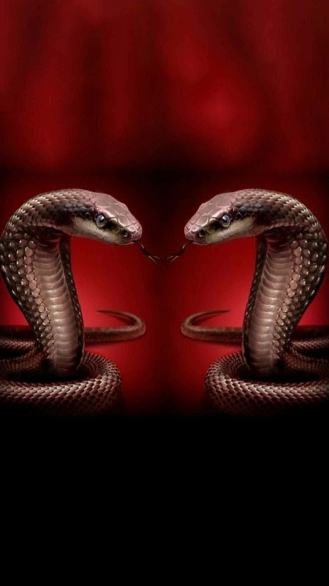 Brown Snake 桌布 壁紙 — 兩條盤繞的眼鏡蛇在深紅色背景下豎起頭罩對峙，舌頭顫動，氣氛緊張。