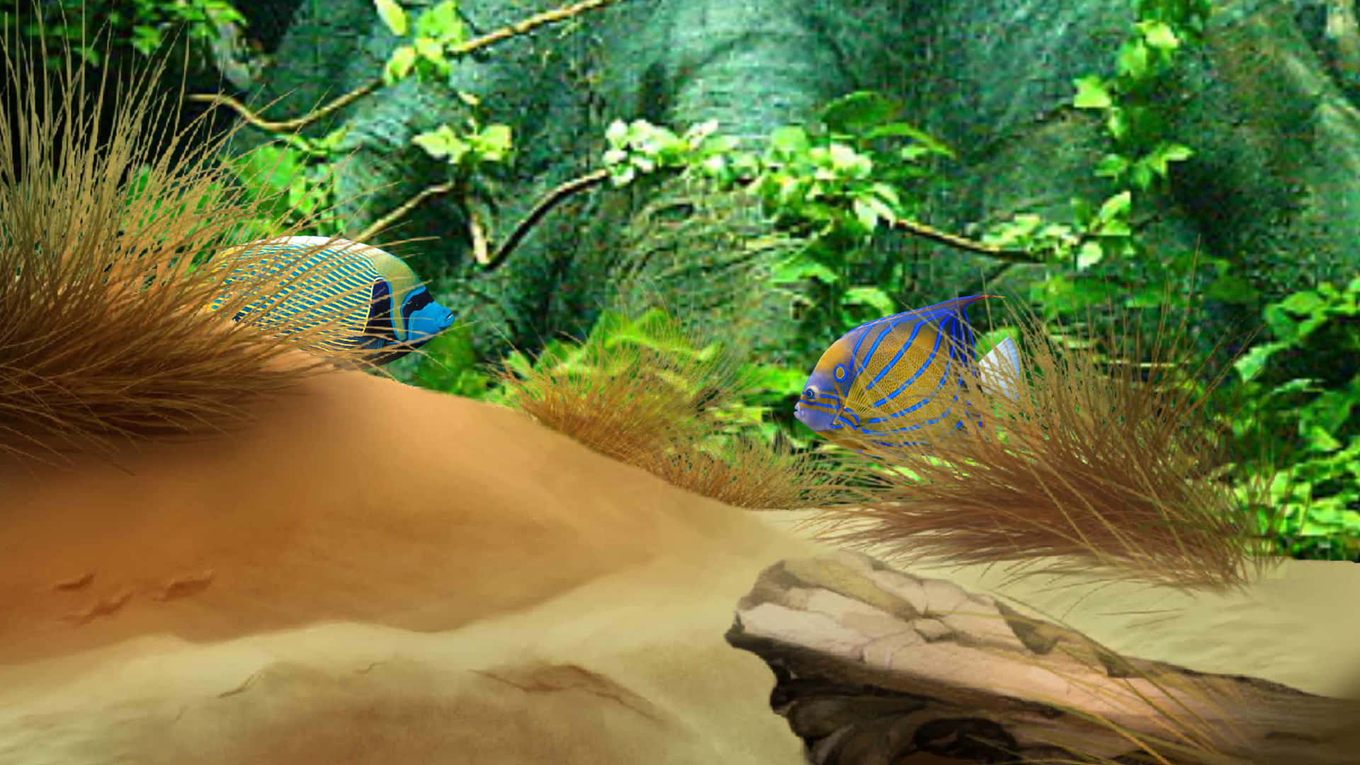 3d Fish 桌布 壁紙 — 兩條色彩繽紛的神仙魚在沙質地形和茂盛的綠色水生植物中優雅地游動，構成充滿活力的水下場景。