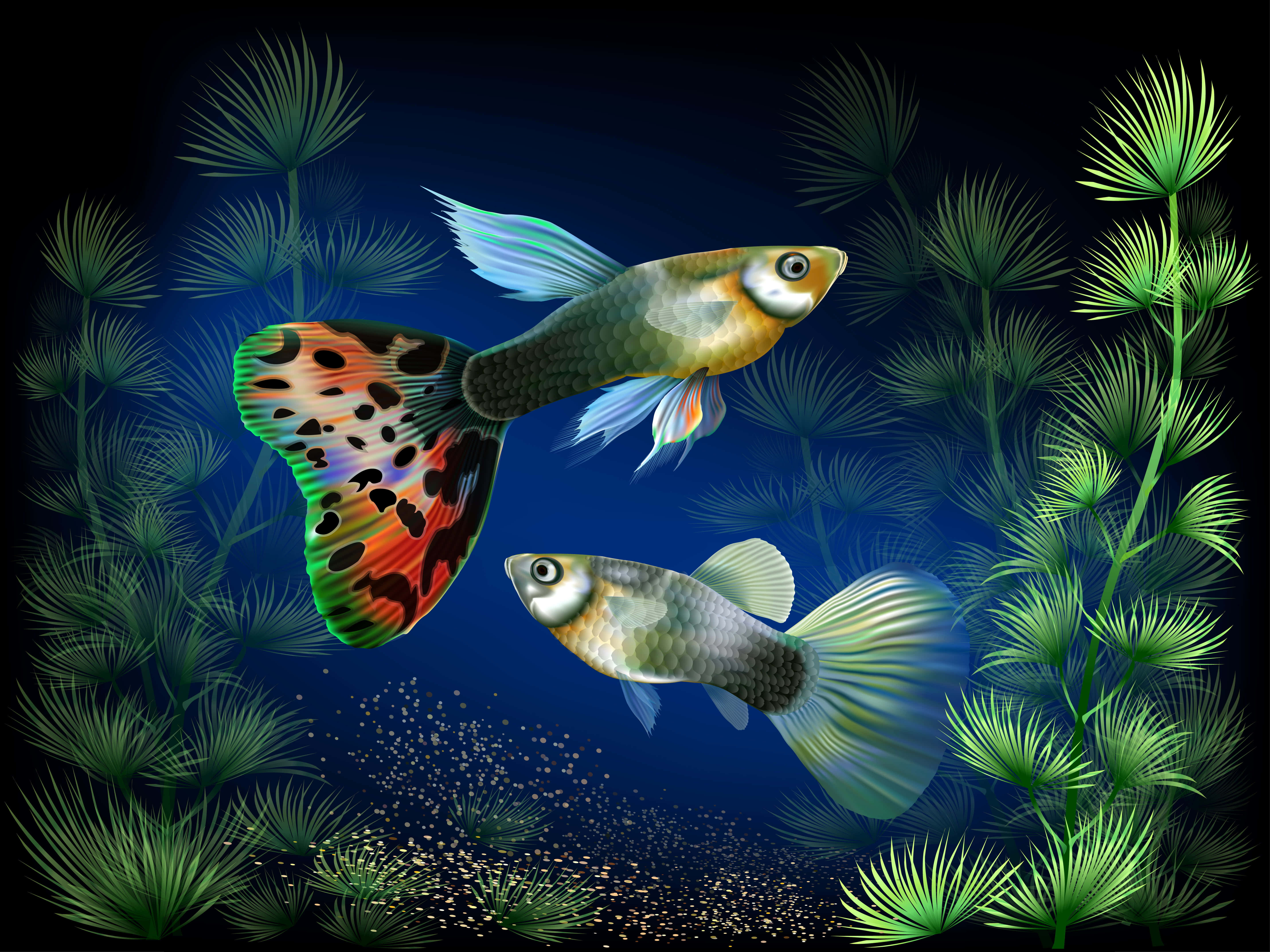 水族箱 桌布 壁紙 — 兩條色彩鮮豔的孔雀魚在深藍色水下場景中，在發光的綠色水生植物間優雅地游動。