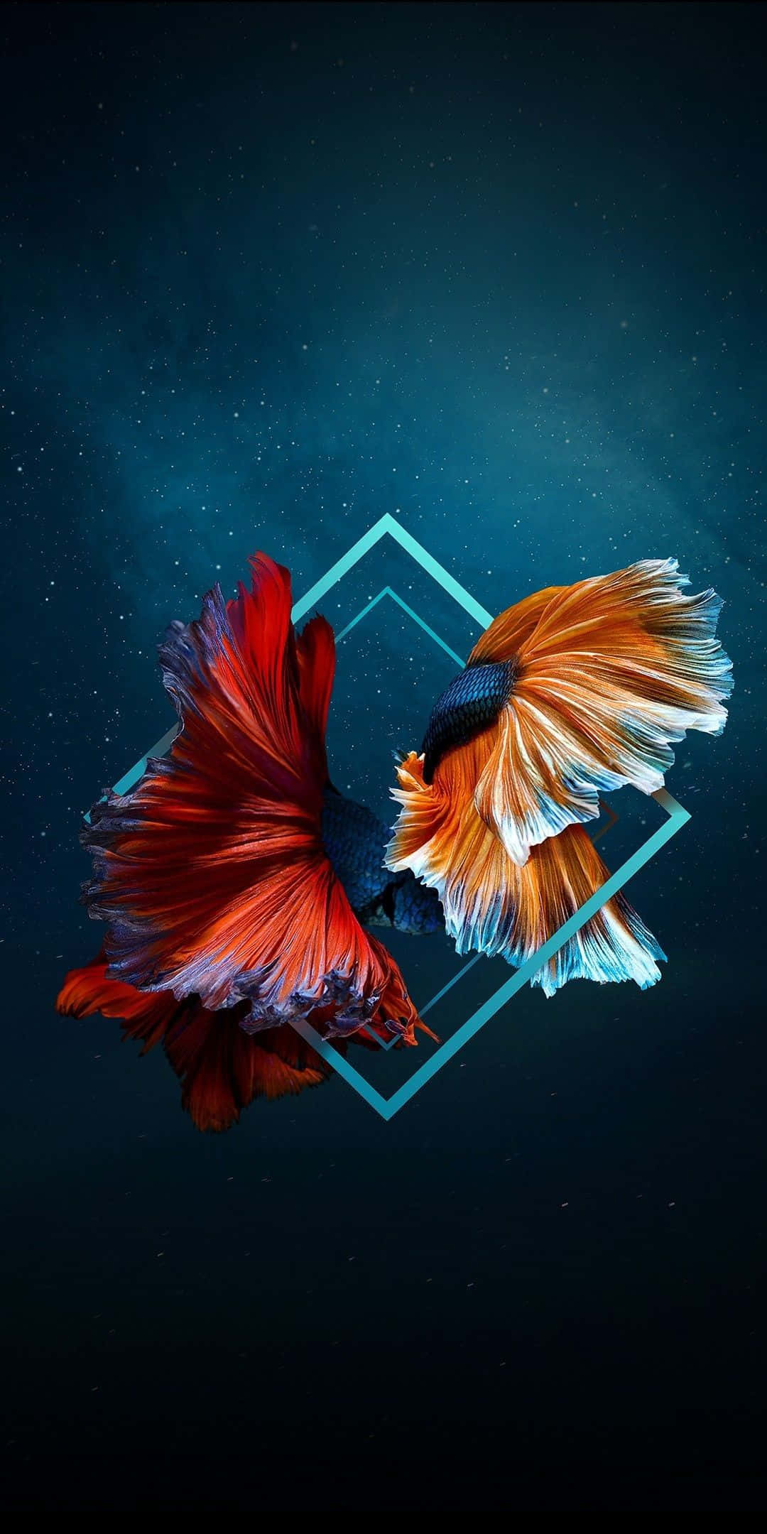 Sacred Geometry 桌布 壁紙 — 兩條色彩鮮豔的鬥魚，擁有流動的紅色和橙色魚鰭，在星光燦爛的宇宙背景下優雅地游動，背景由發光的幾何線條框住。