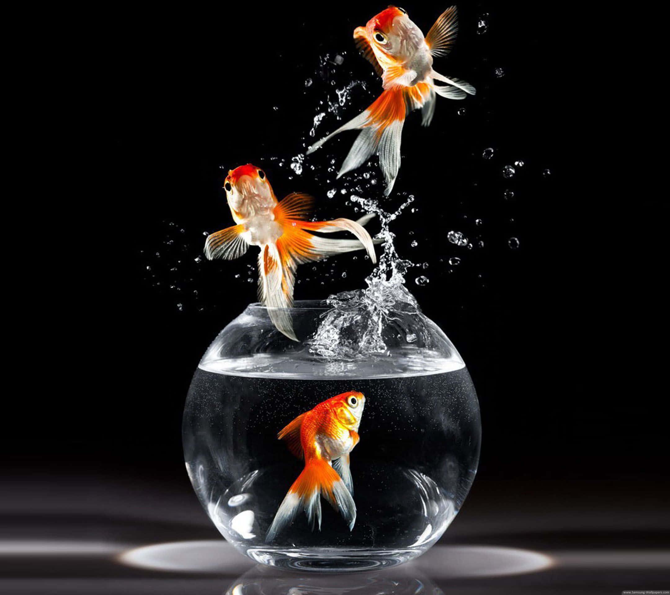 3d Fish 桌布 壁紙 — 兩條金魚從玻璃碗中躍起，在純黑背景上營造出動態水花。