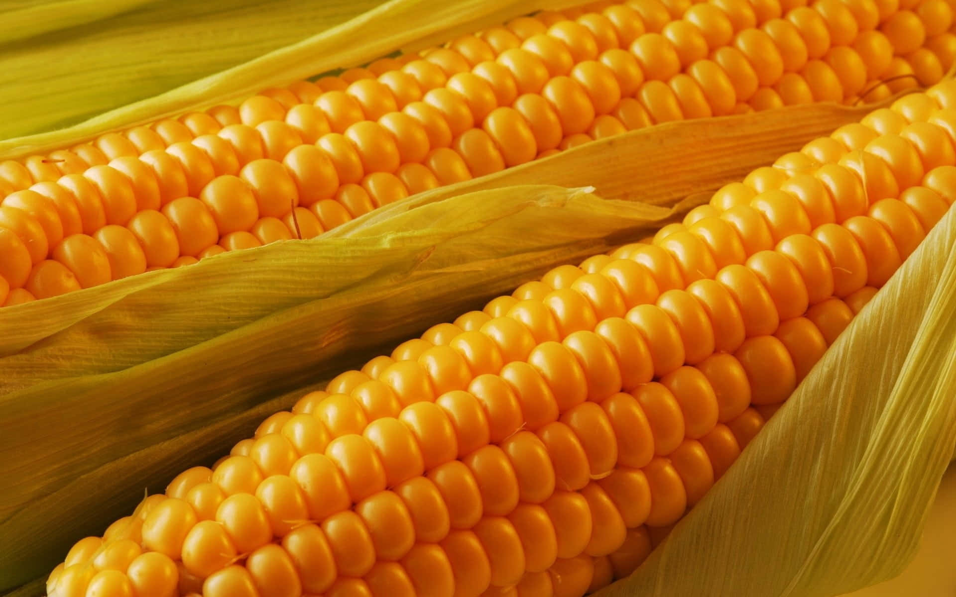 Yellow Corn 桌布 壁紙 — 兩條鮮黃色粟米芯的特寫，外殼部分剝開，露出飽滿的粟米粒。