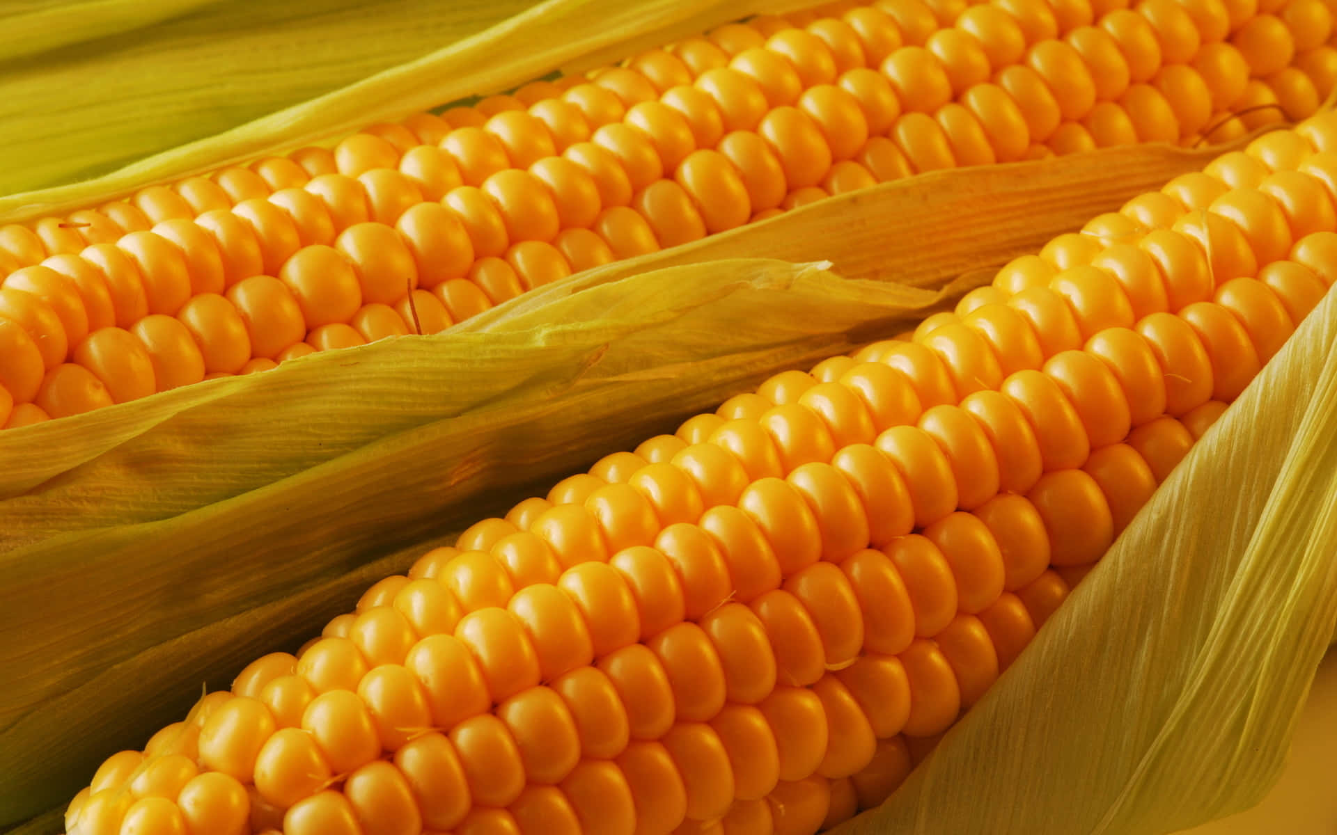 Corn 桌布 壁紙 — 兩條鮮黃色粟米芯的特寫，外皮部分剝開，露出飽滿的粟米粒。