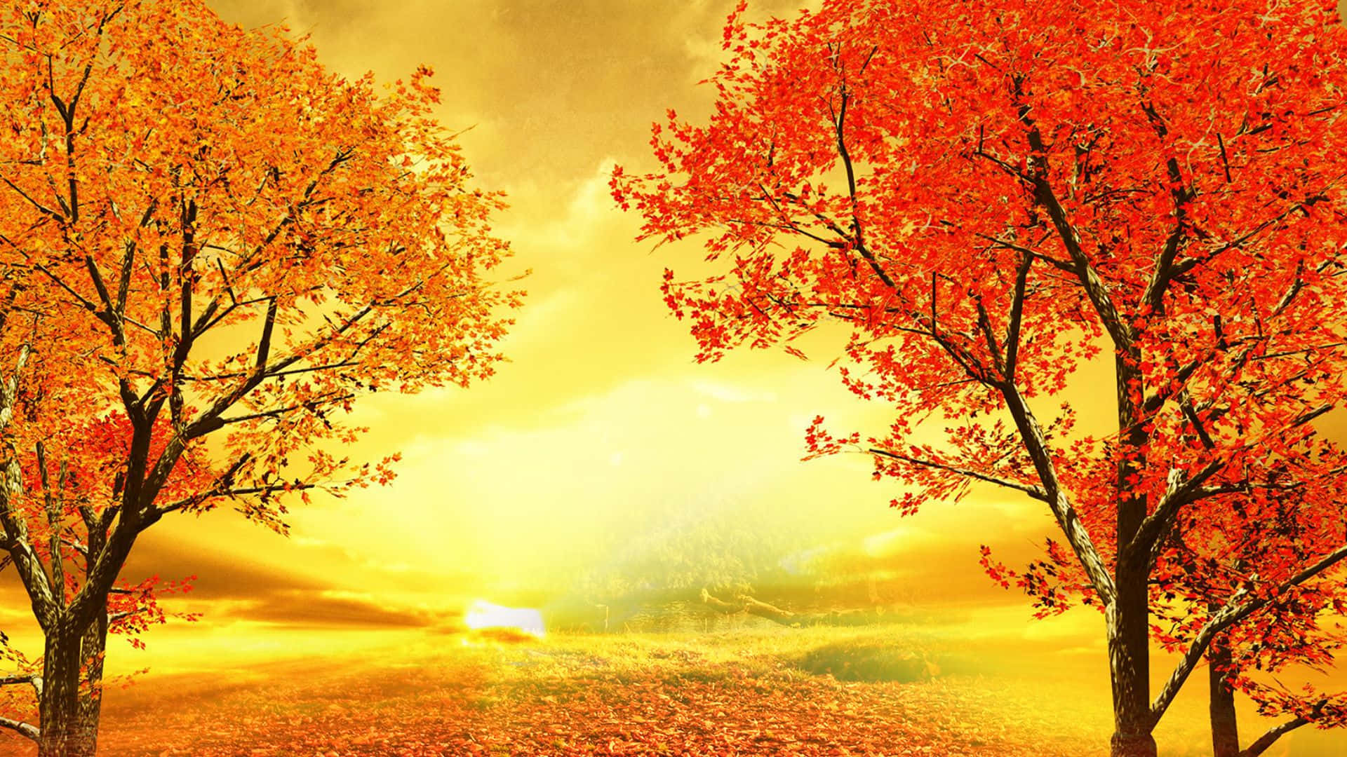 Fall Sunset 桌布 壁紙 — 兩棵充滿活力的秋樹框住了金色日落，映照在落葉遍地的田野上。