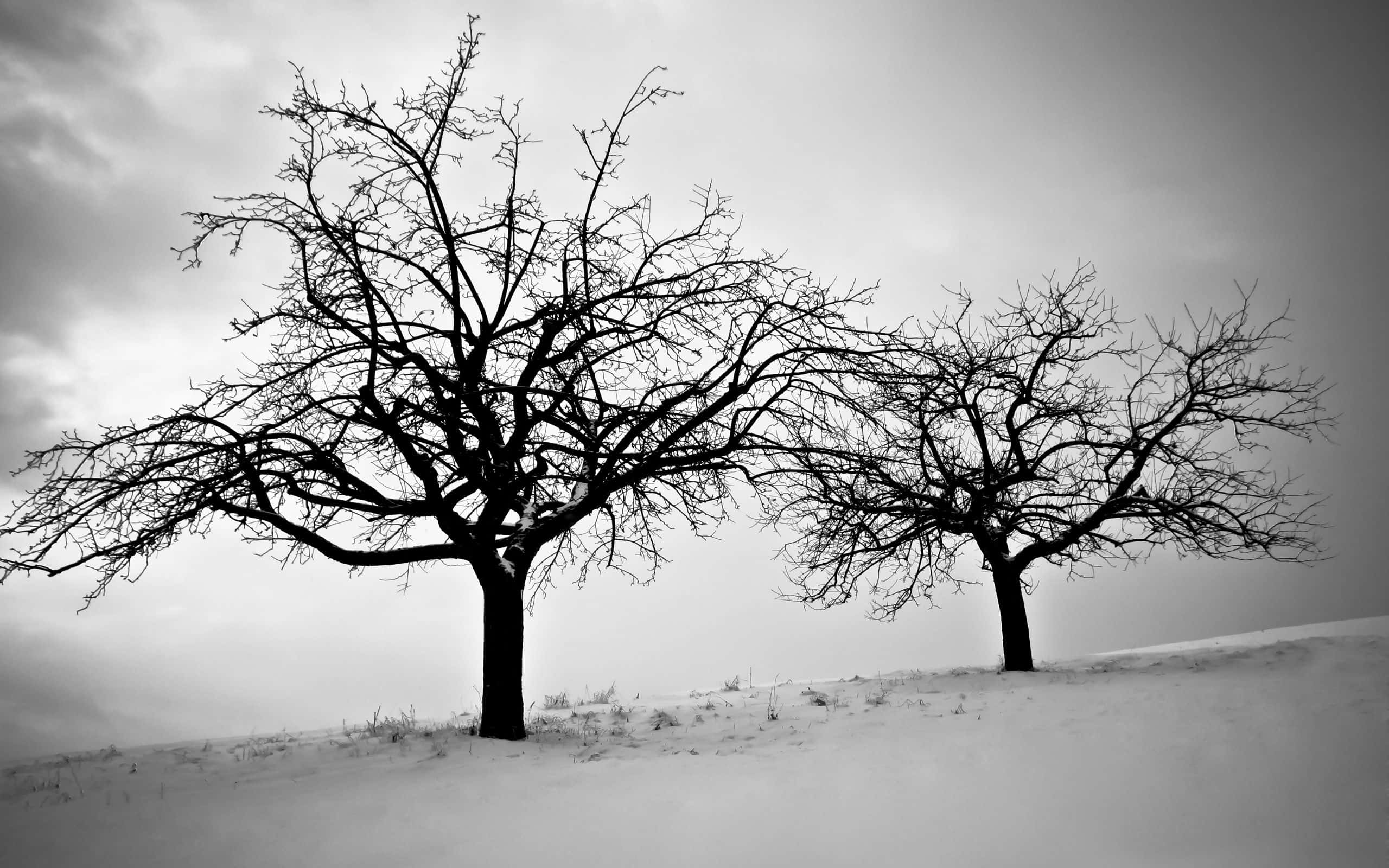 Winter Trees 桌布 壁紙 — 兩棵光禿禿的樹在單色調的雪坡上，以多雲的天空為背景形成剪影。