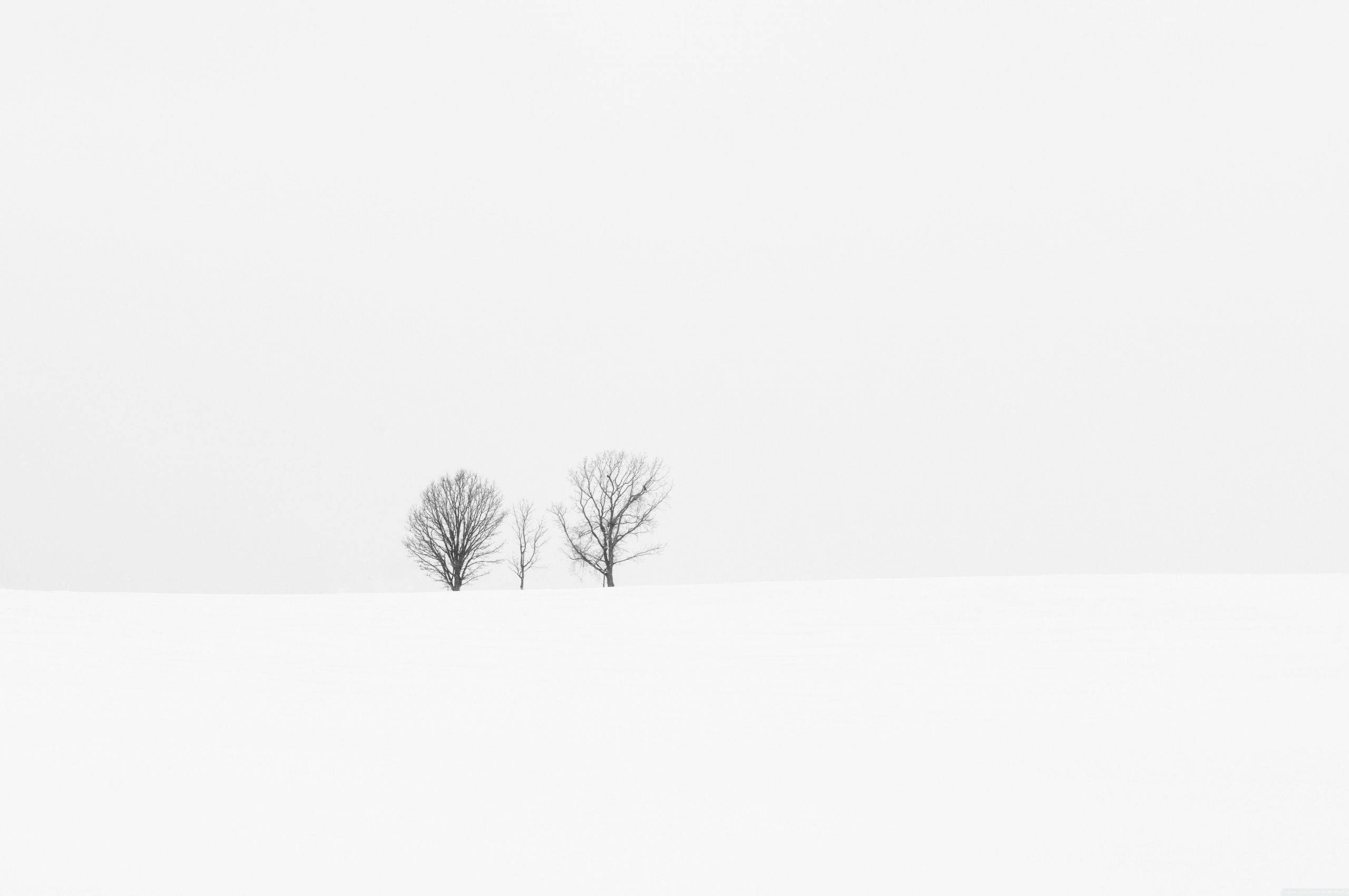 雪 桌布 壁紙 — 兩棵光禿禿的樹孤獨地矗立在廣闊的雪地上，天空蒼白多雲。