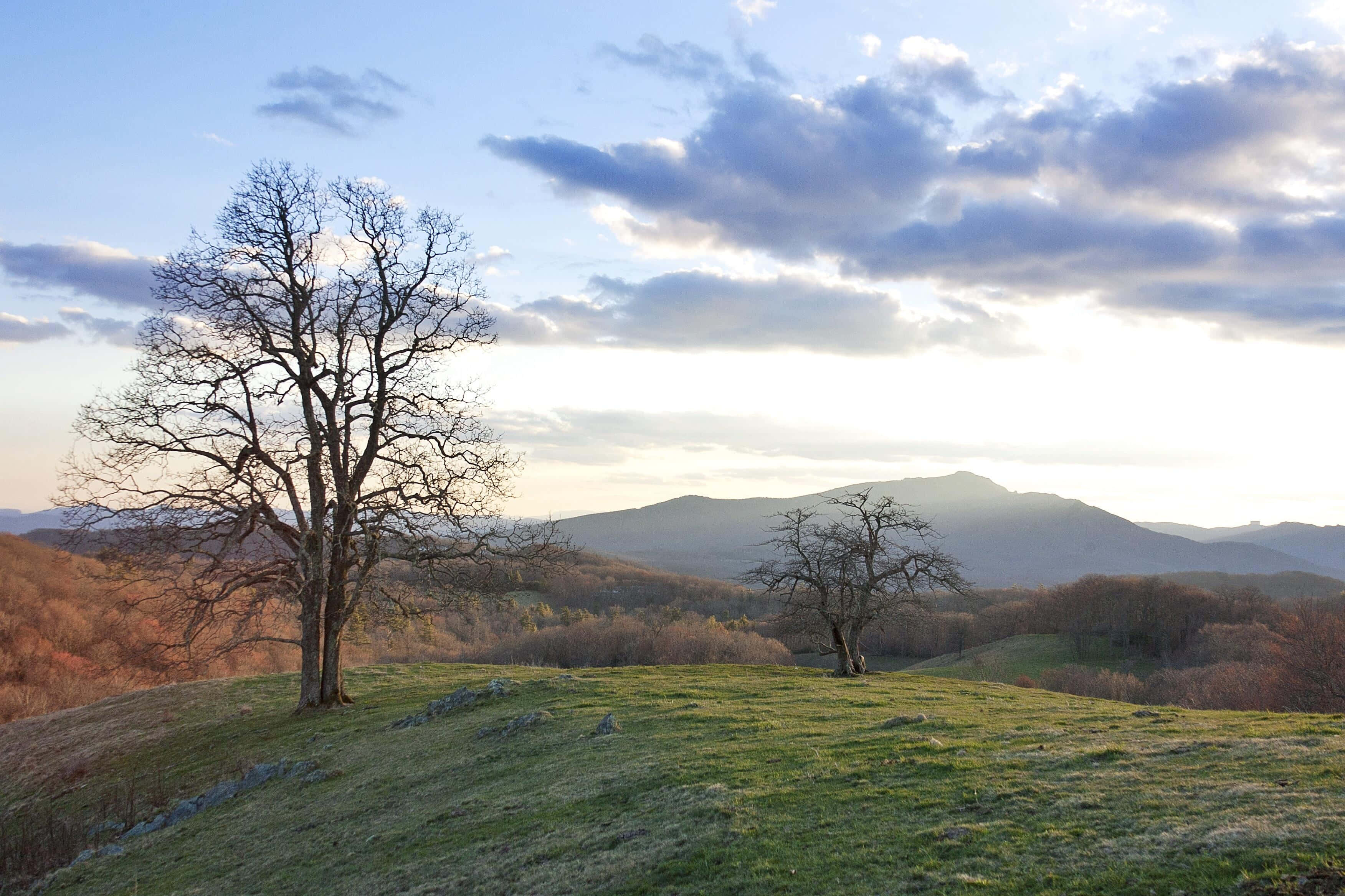 Blue Ridge Parkway 桌布 壁紙 — 兩棵光禿禿的樹木矗立在長滿草的山丘上，天空多雲，遠山沐浴在柔和的金色光芒中。