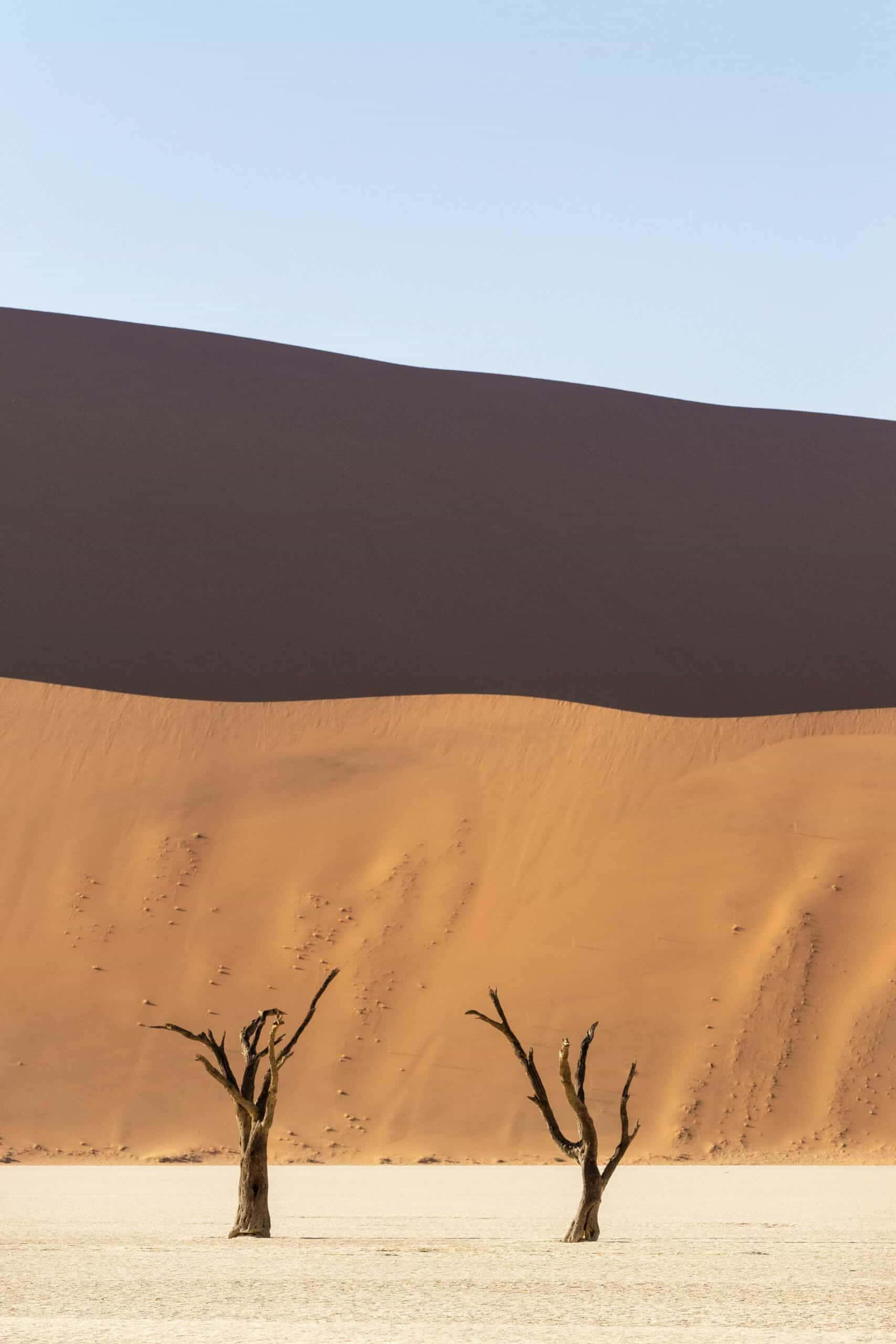 Minimalist Photography 桌布 壁紙 — 兩棵枯死的樹矗立在白色鹽灘上，背後是淡藍色天空下高聳的橙色和深棕色沙丘。