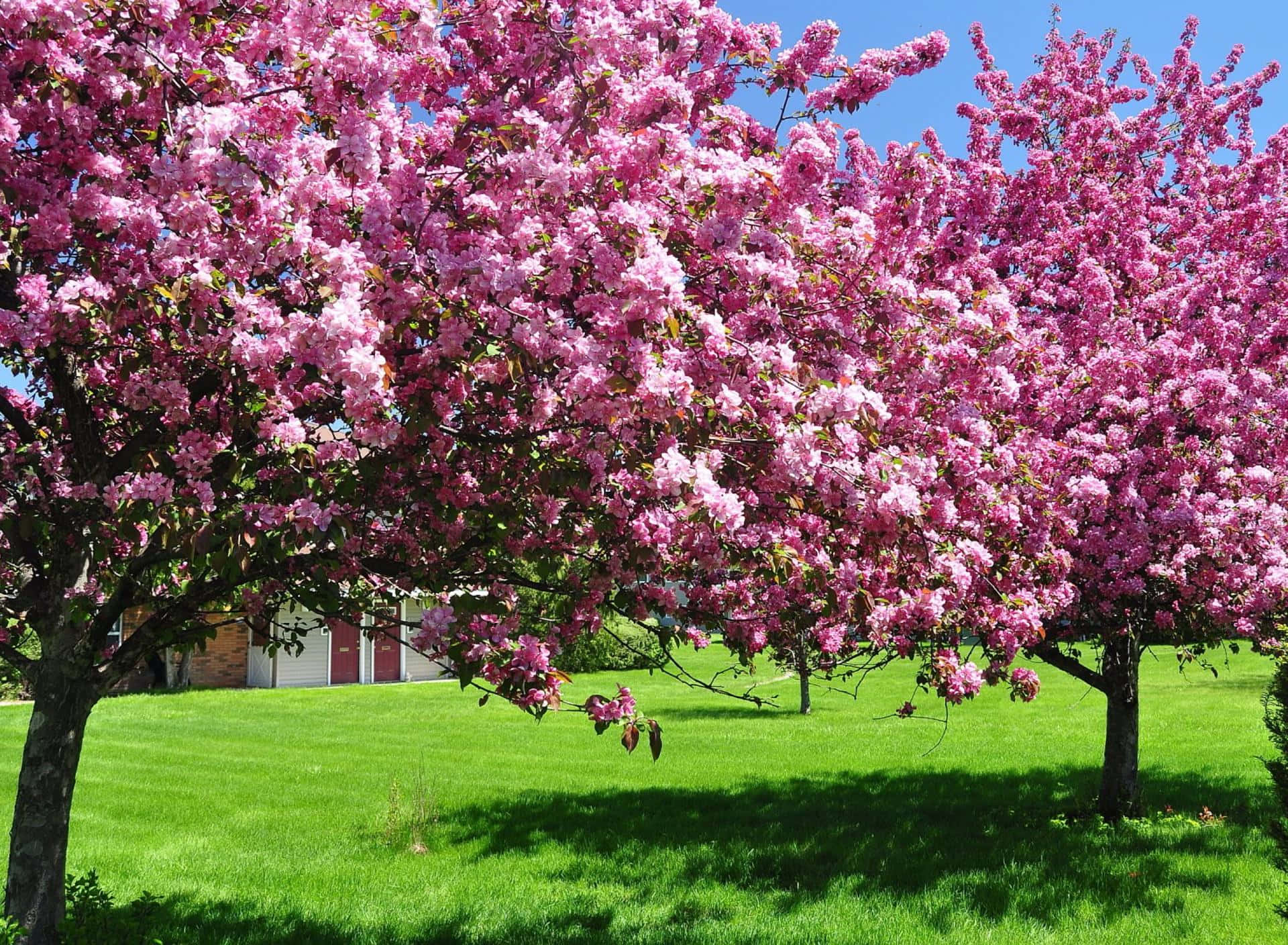 Cherry Blossom Tree 桌布 壁紙 — 兩棵盛開的粉紅色櫻花樹矗立在陽光明媚的綠色庭院中，背景是一座房子，天空湛藍清澈。