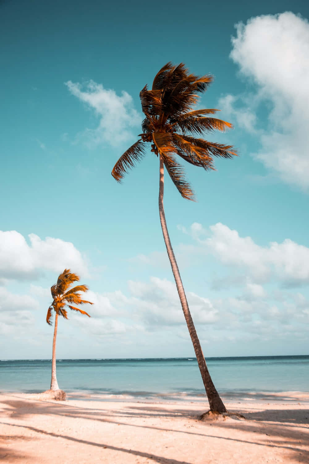 Minimalist Beach 桌布 壁紙 — 兩棵高大的棕櫚樹在微風中搖曳，沙灘上，明亮的藍天上有蓬鬆的白雲。