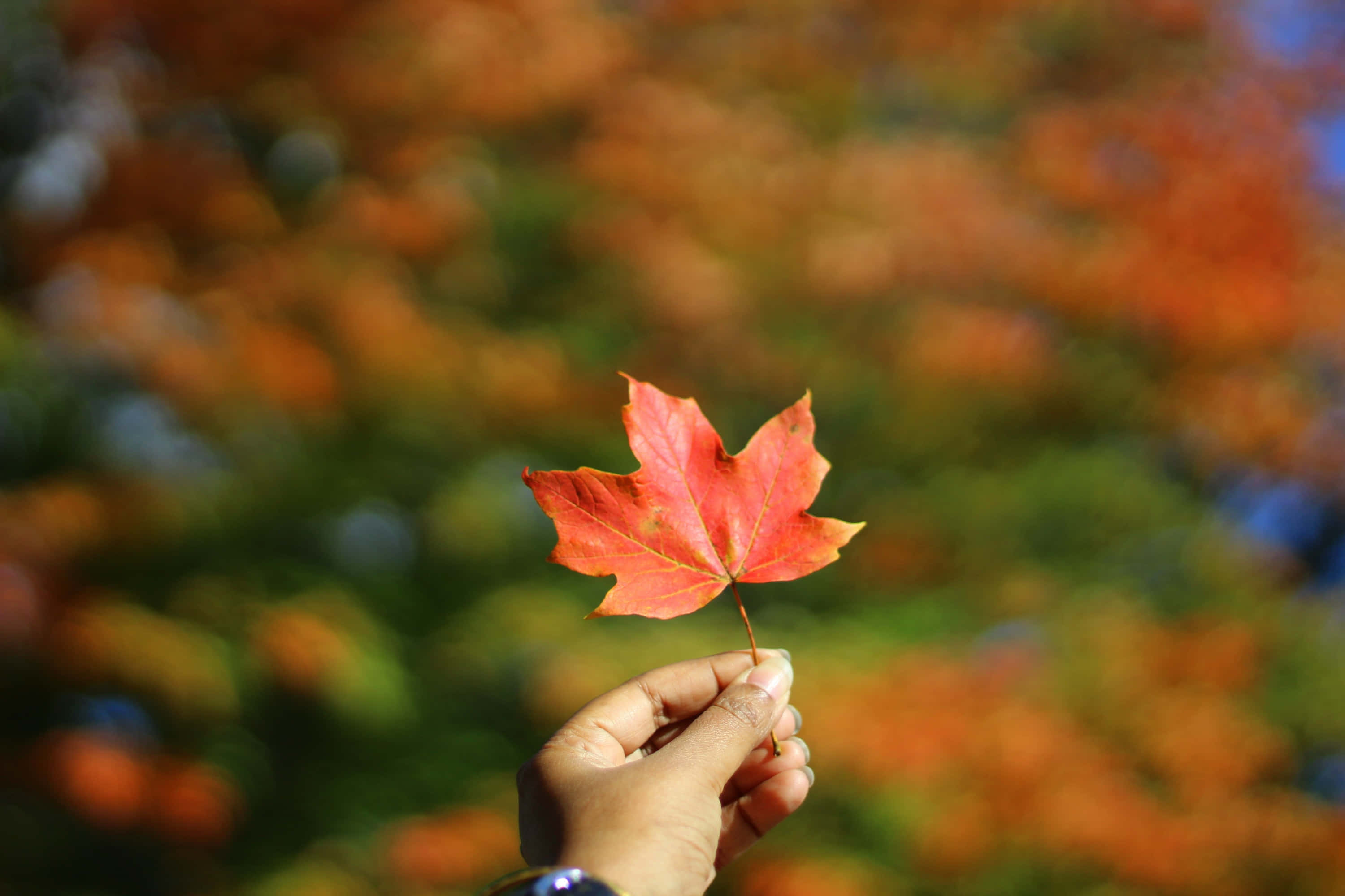 兩片鮮紅楓葉的絕美特寫 壁紙 — 一隻手輕輕握著一片鮮紅的楓葉，背景是柔和模糊的秋日森林。