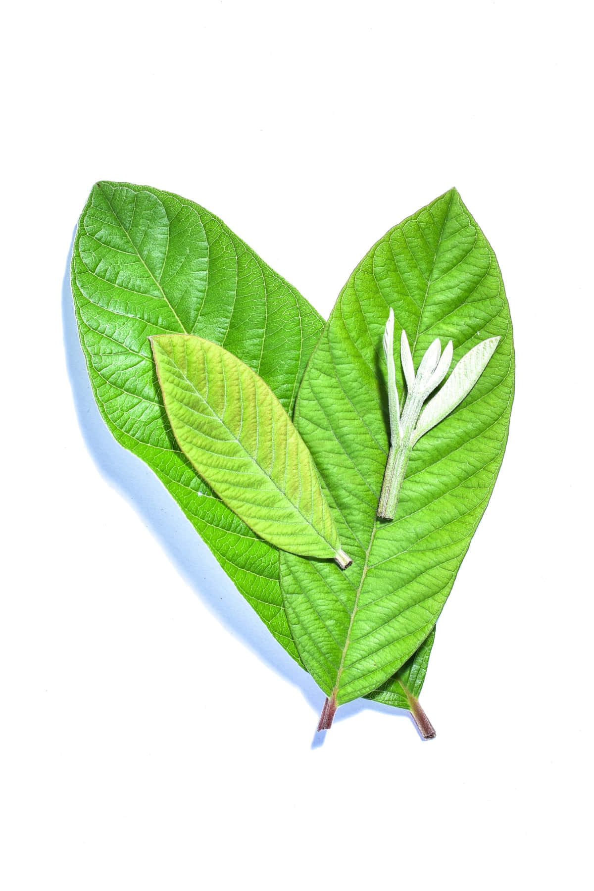 Leaves 桌布 壁紙 — 兩片鮮綠色葉子排列成心形，中間夾著一朵小白花，背景為純白色。
