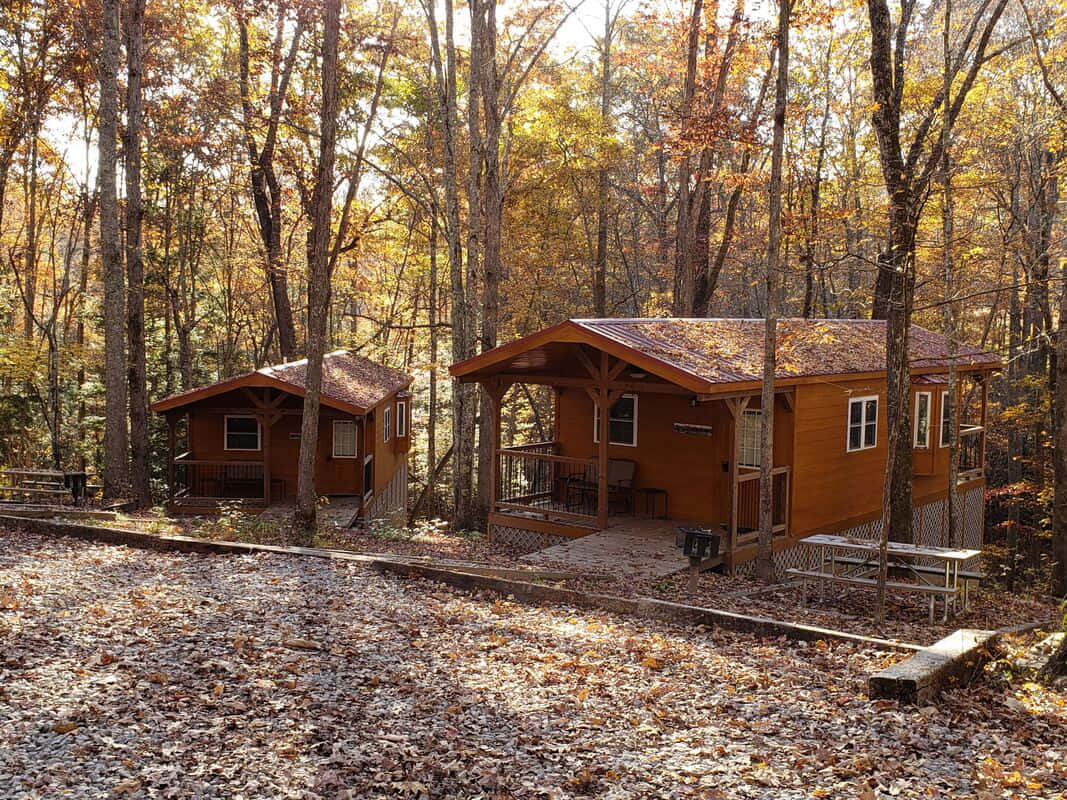 Fall Cabin 桌布 壁紙 — 兩間木屋坐落在森林中，金色秋葉覆蓋地面和樹木。