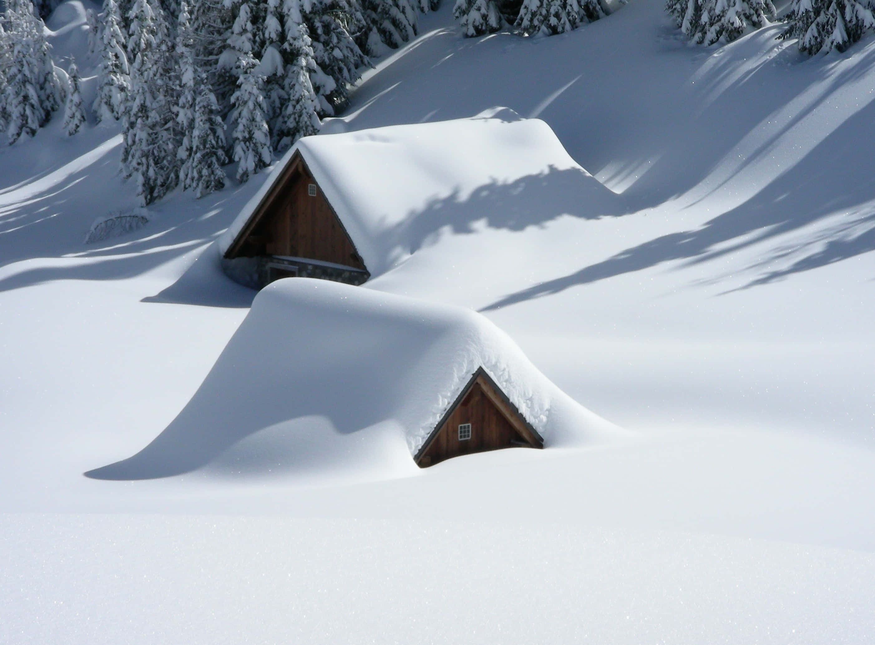 寒冷 桌布 壁紙 — 兩間木造小屋深埋在厚雪中，背景有松樹，在明亮的陽光下。