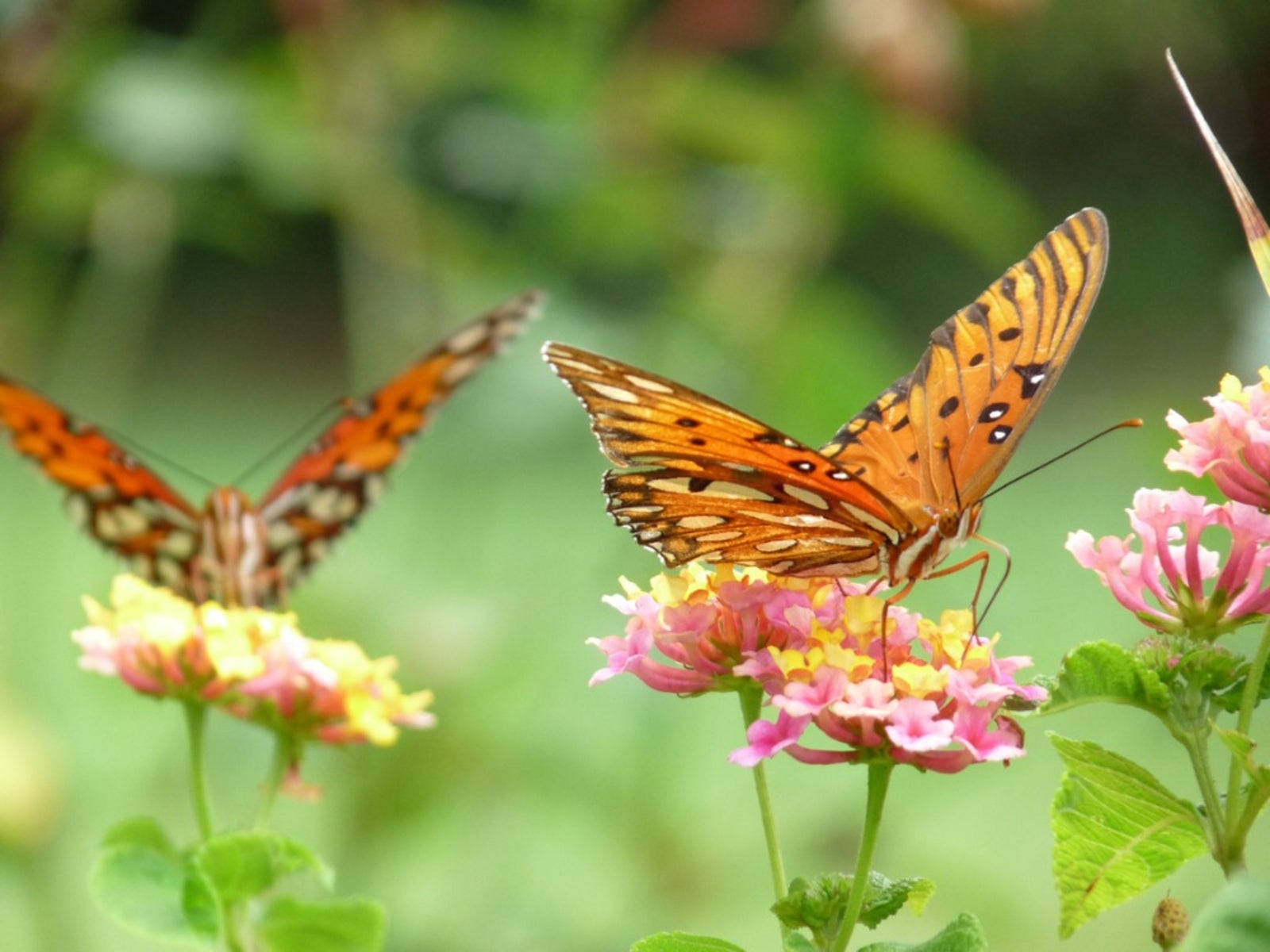 兩隻 Gulf Fritillary 蝴蝶吸食粉花花蜜 壁紙 — 兩隻帶有黑色斑點的橙色蝴蝶，在柔和的綠色模糊背景下，優雅地停留在粉紅色和黃色的花朵上。