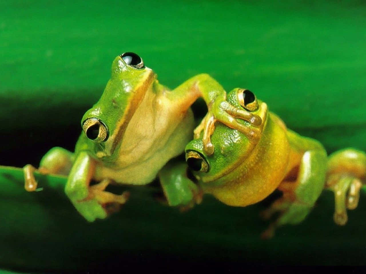 Cute Frog 桌布 壁紙 — 兩隻亮綠色的樹蛙緊貼在一片葉子上，有著黑色的大眼睛和金色的虹膜。